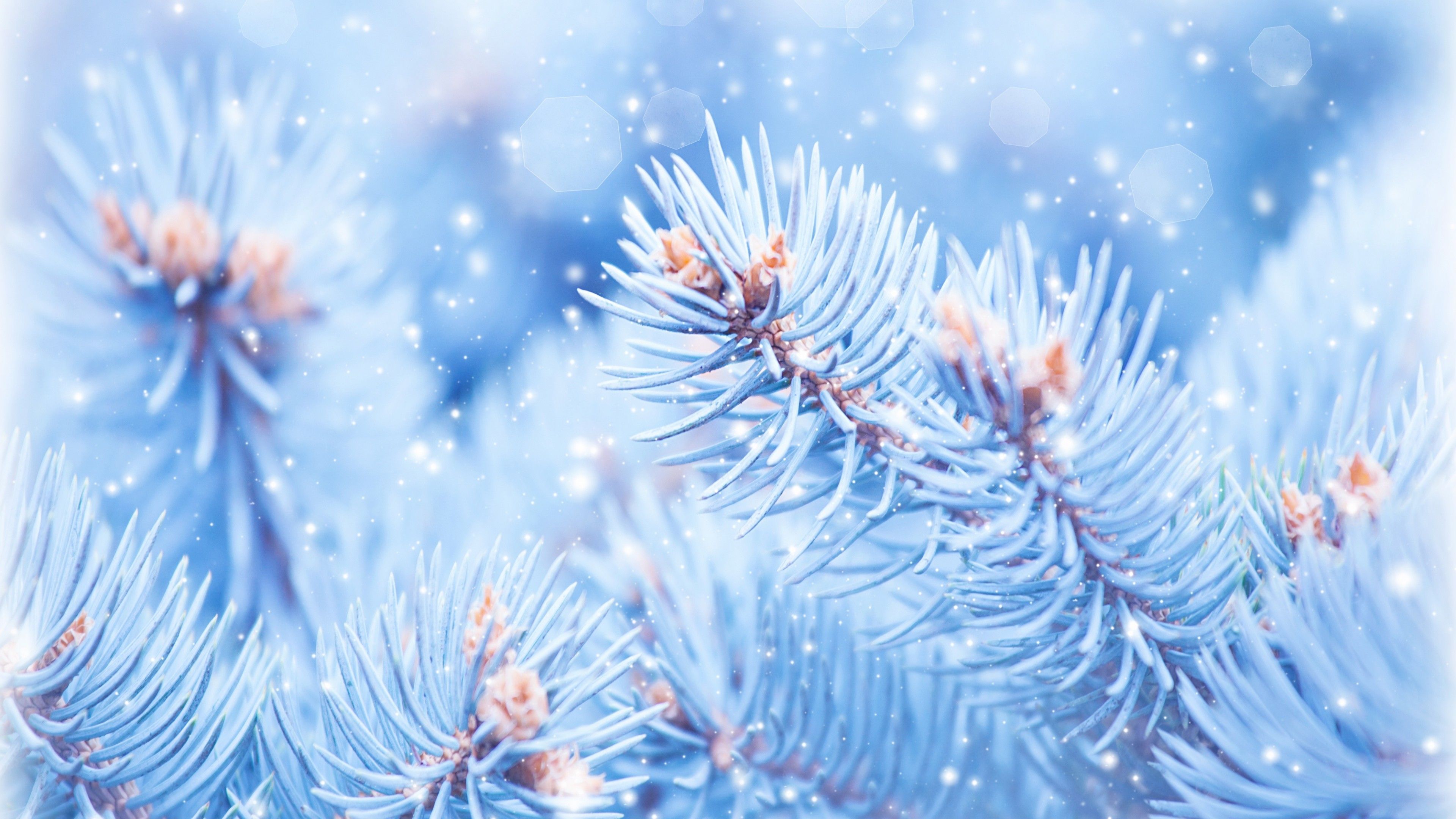 Wallpaper Fir Tree, 5k, 4k Wallpaper, Christmas, Winter, Blue, Nature