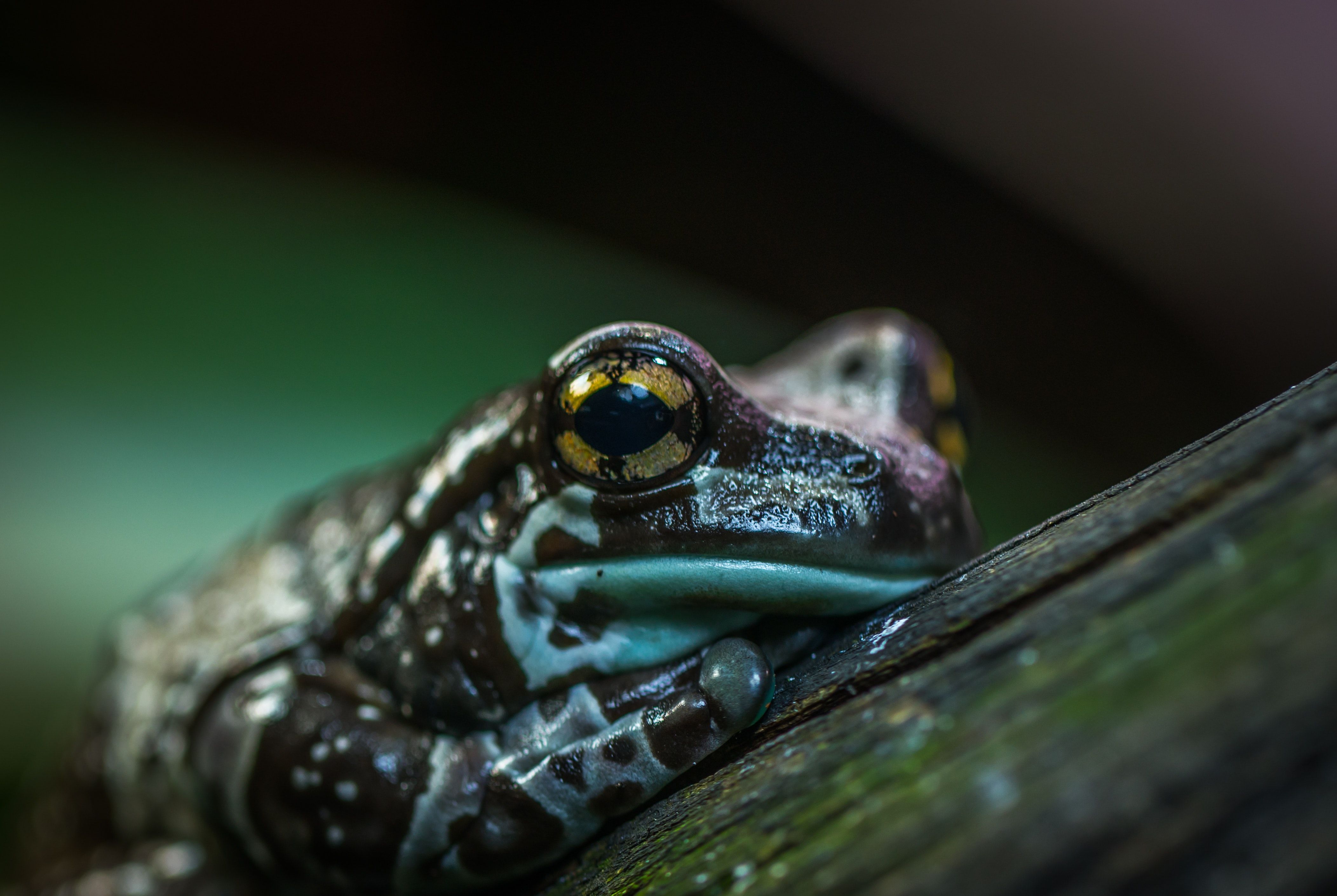 Best Frog Photo · 100% Free Downloads