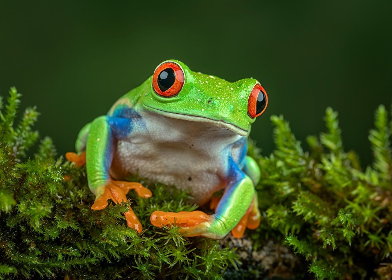 Wallpaper Frogs Eyes Red Eyed Tree Frog Moss Animals