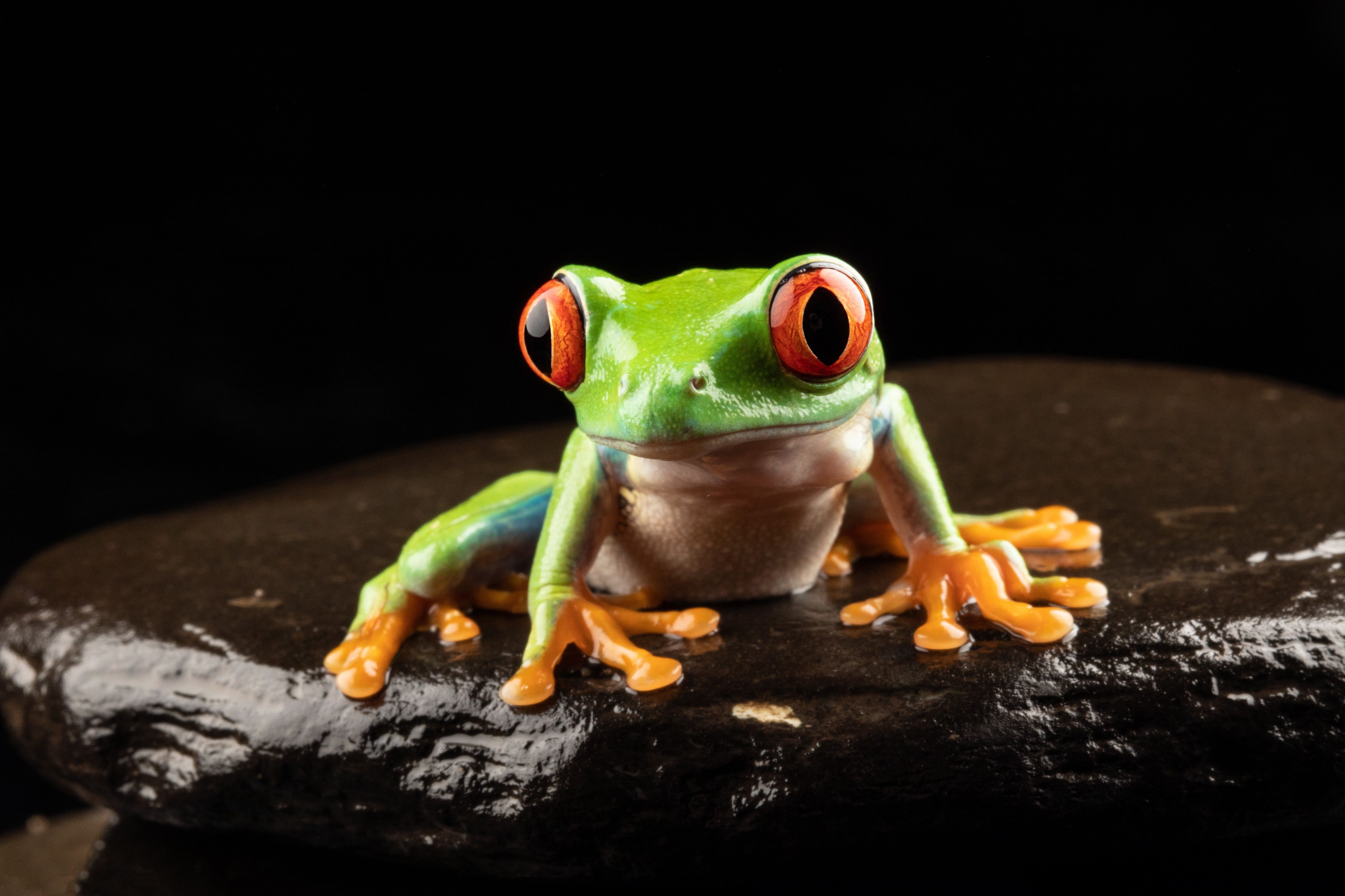 4K Red Eyed Tree Frog Wallpaper and Background Image