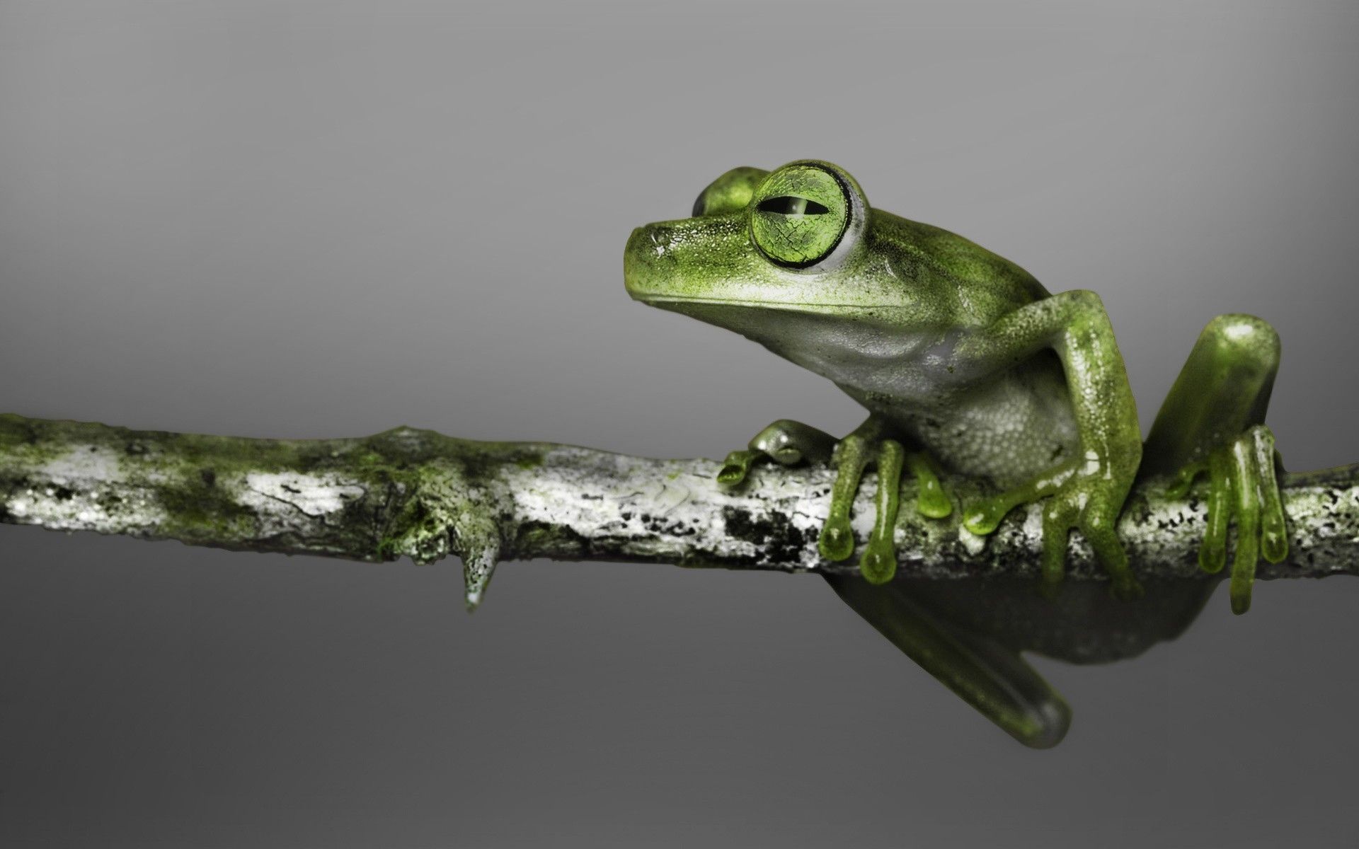 Frog Wallpaper, HD Frog Background, Free Image Download