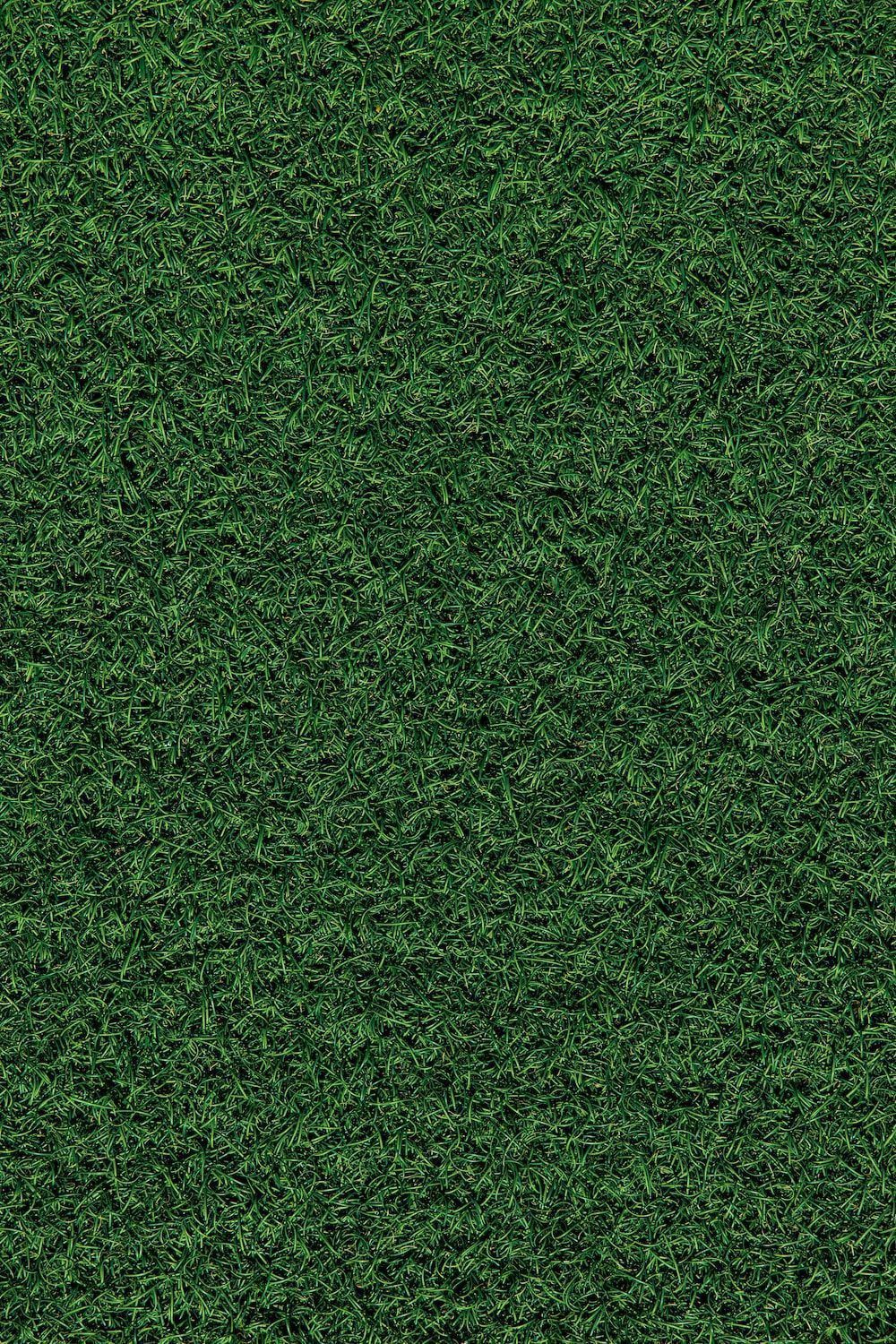 Grass Picture. Download Free Image