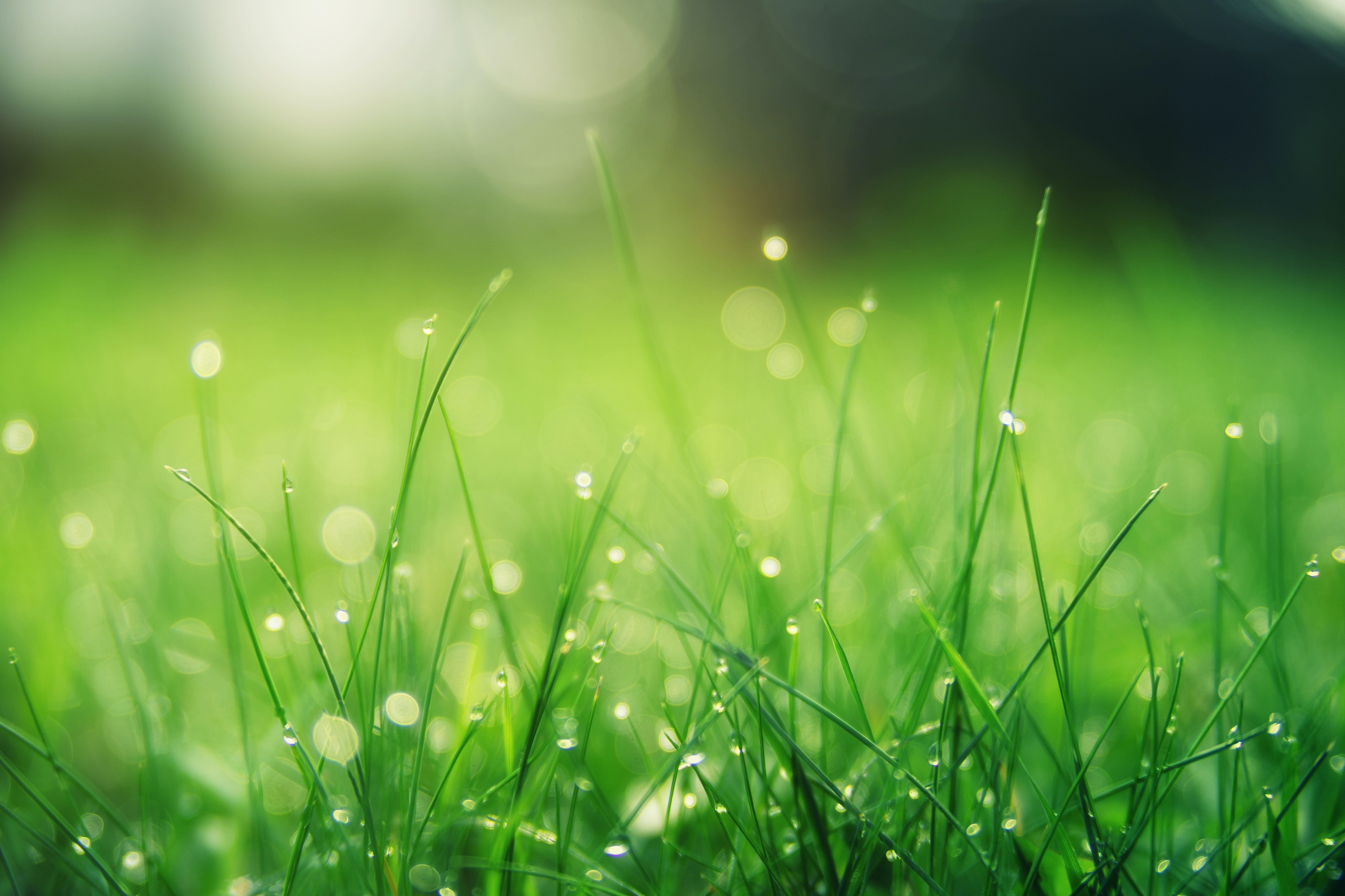 Grass Background Photo, Download The BEST Free Grass Background & HD Image