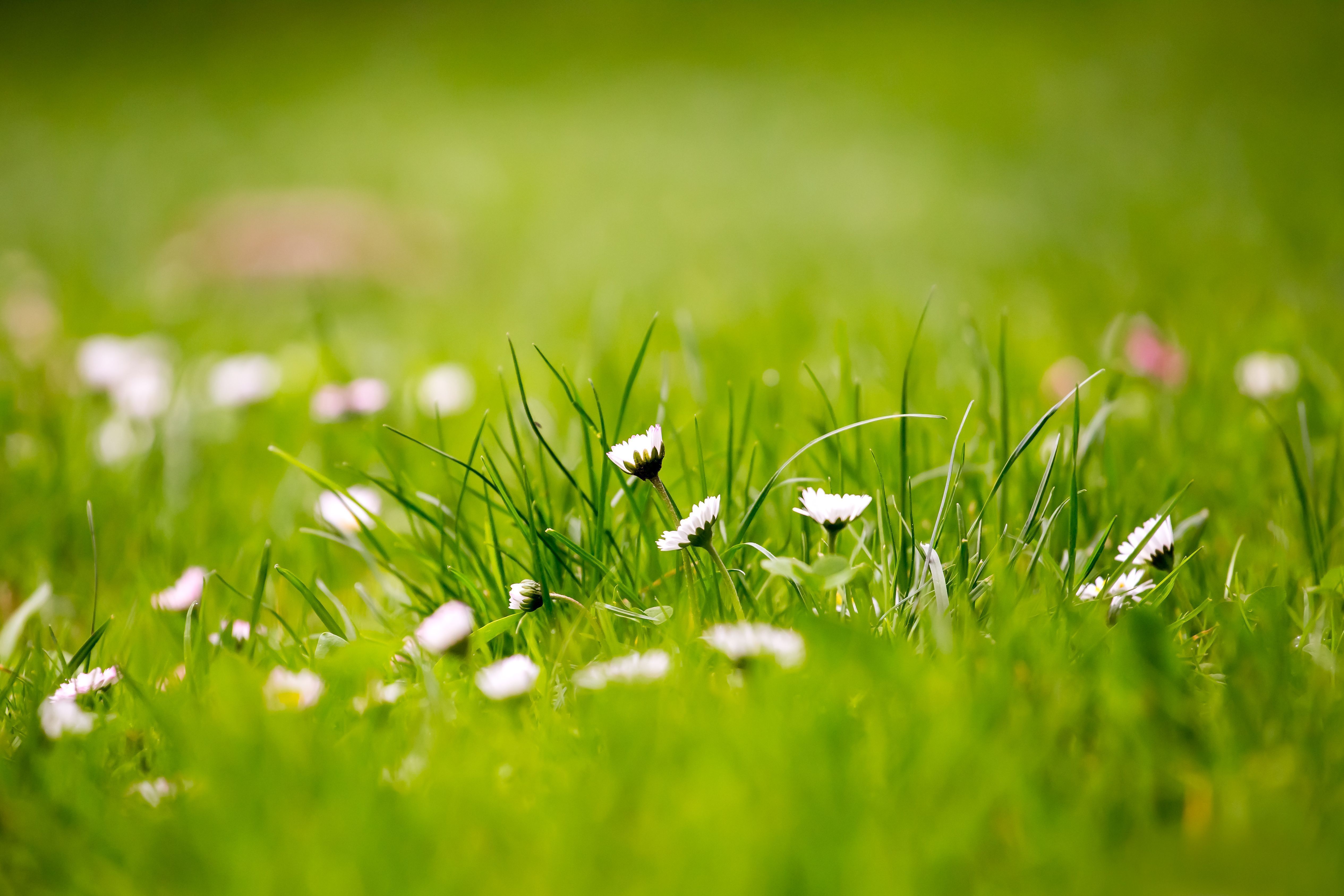 Beautiful Green Grass Field HD Wallpaper