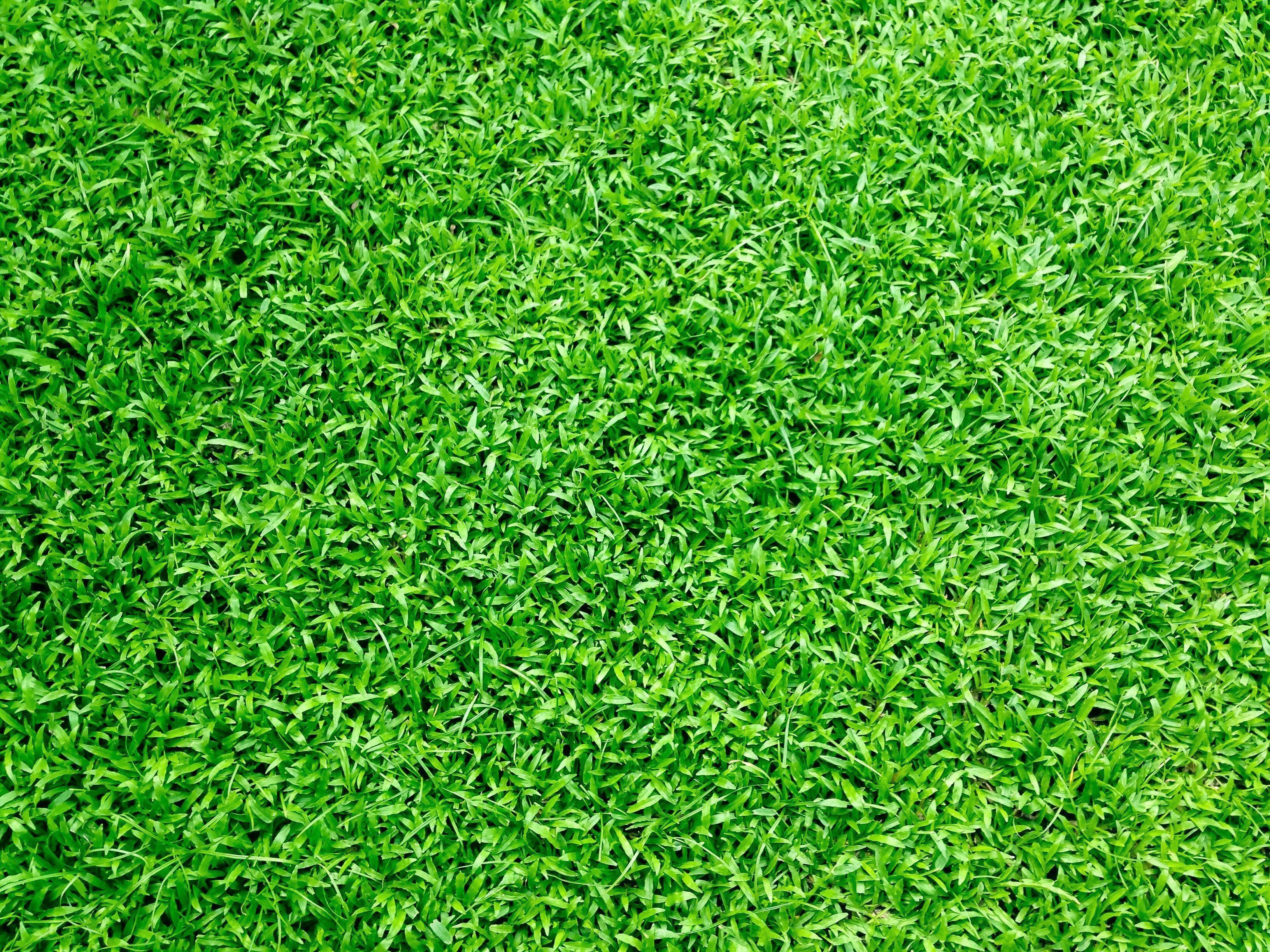 Grass Background Photo, Download The BEST Free Grass Background & HD Image