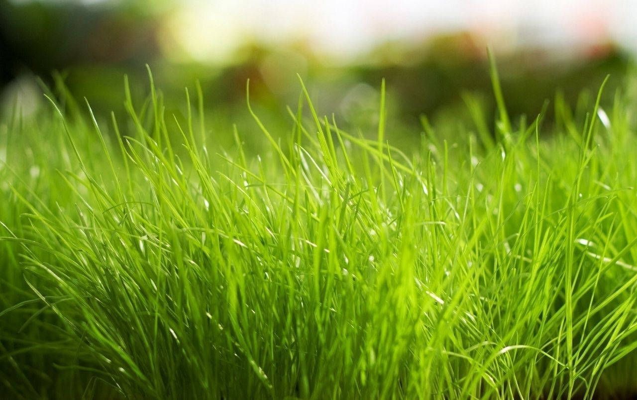 Download Discover freshness in the simple beauty of Grass Wallpaper