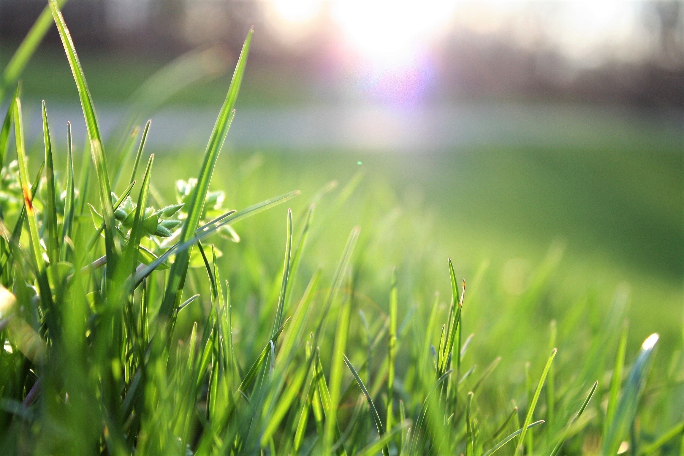 Grass Background Photo, Download The BEST Free Grass Background & HD Image