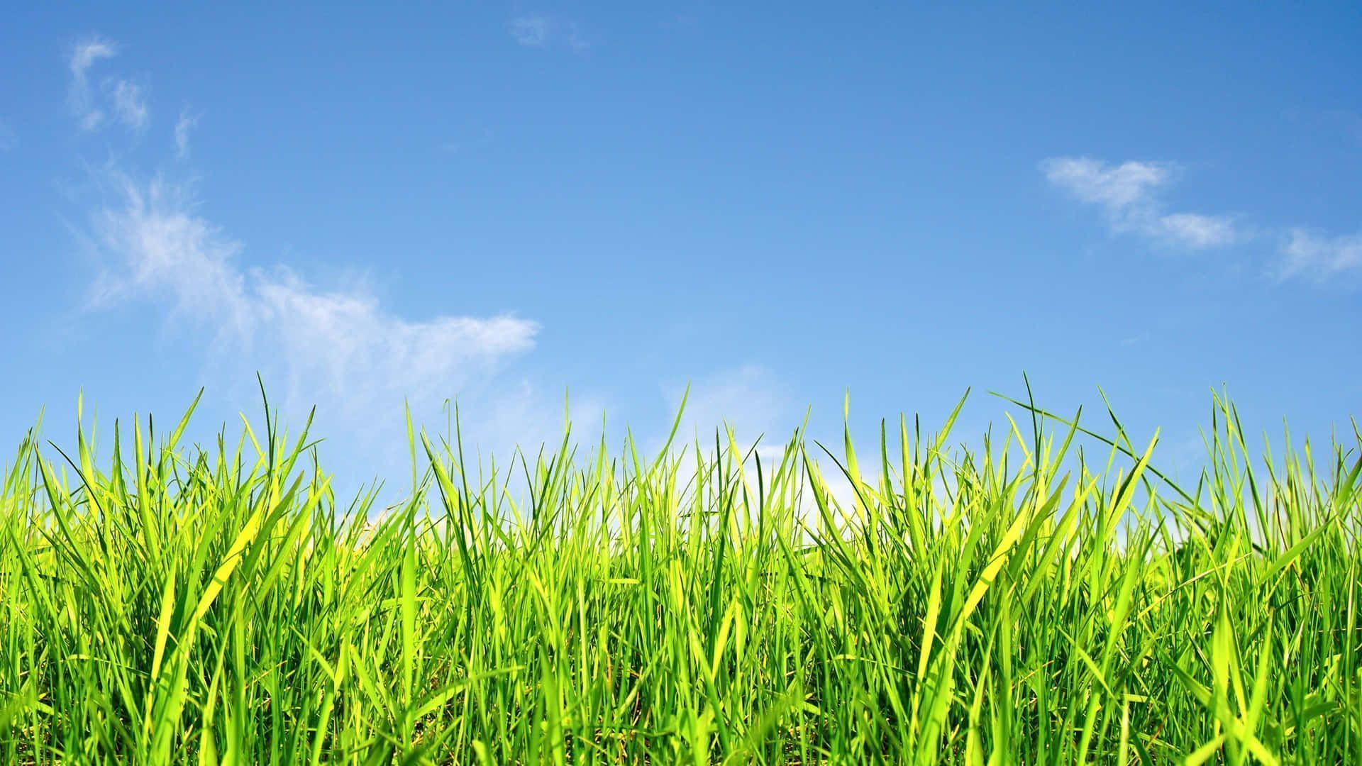 Grass And Sky Background