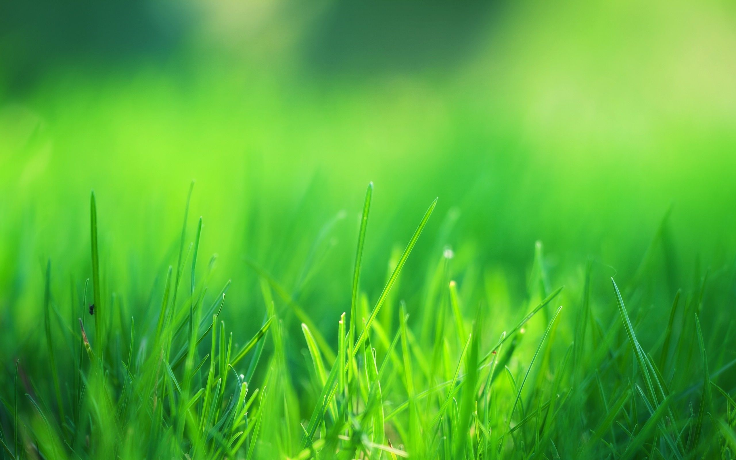 Green Grass Field, HD Nature, 4k Wallpaper, Image, Background, Photo and Picture