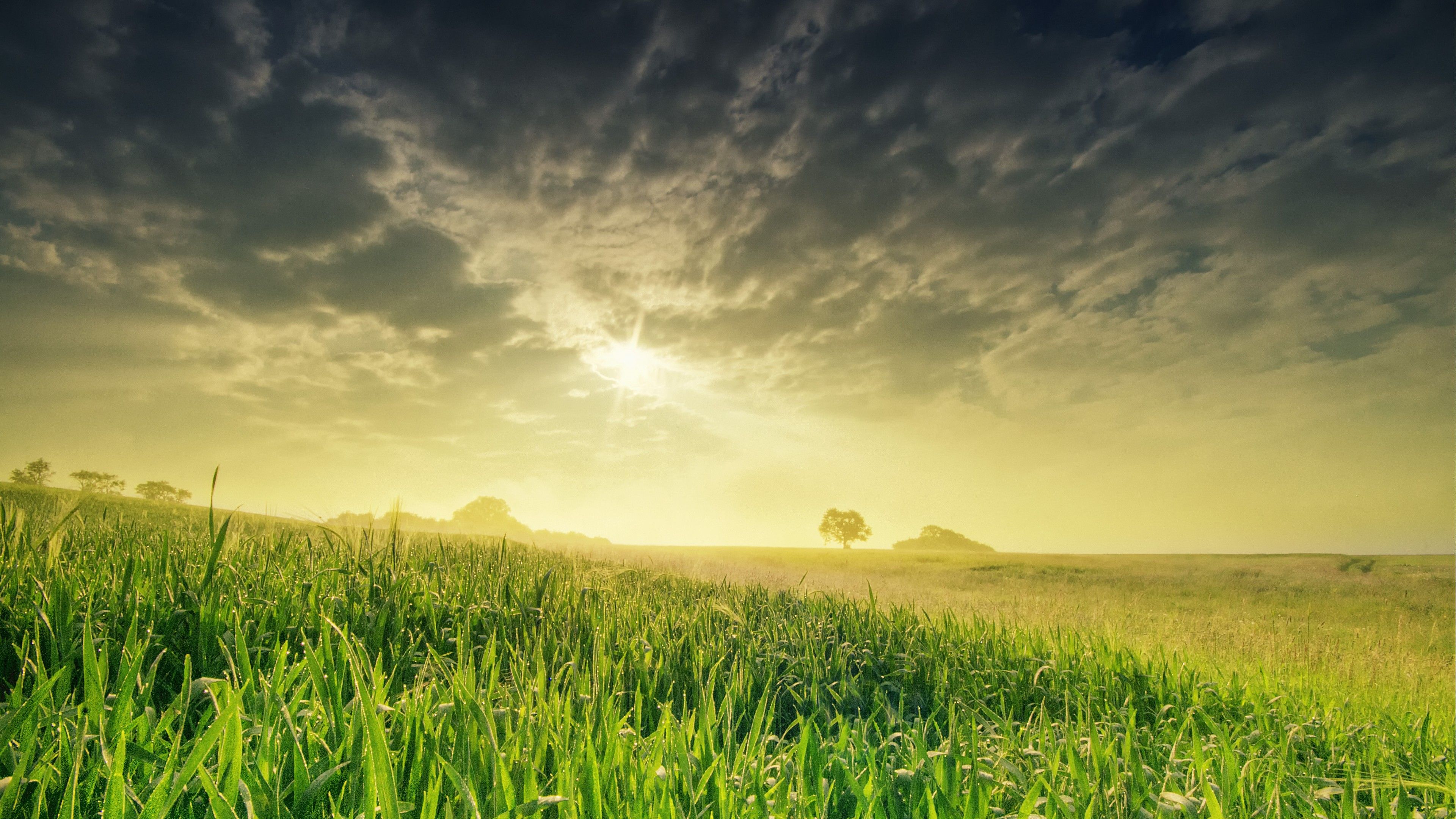 Wallpaper field, nature, sky, grass, 4k, Nature