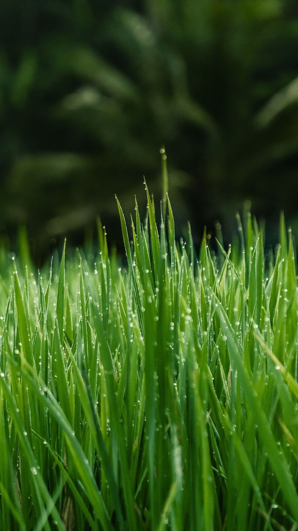 Green Grass Field In Close Up Photo Photo