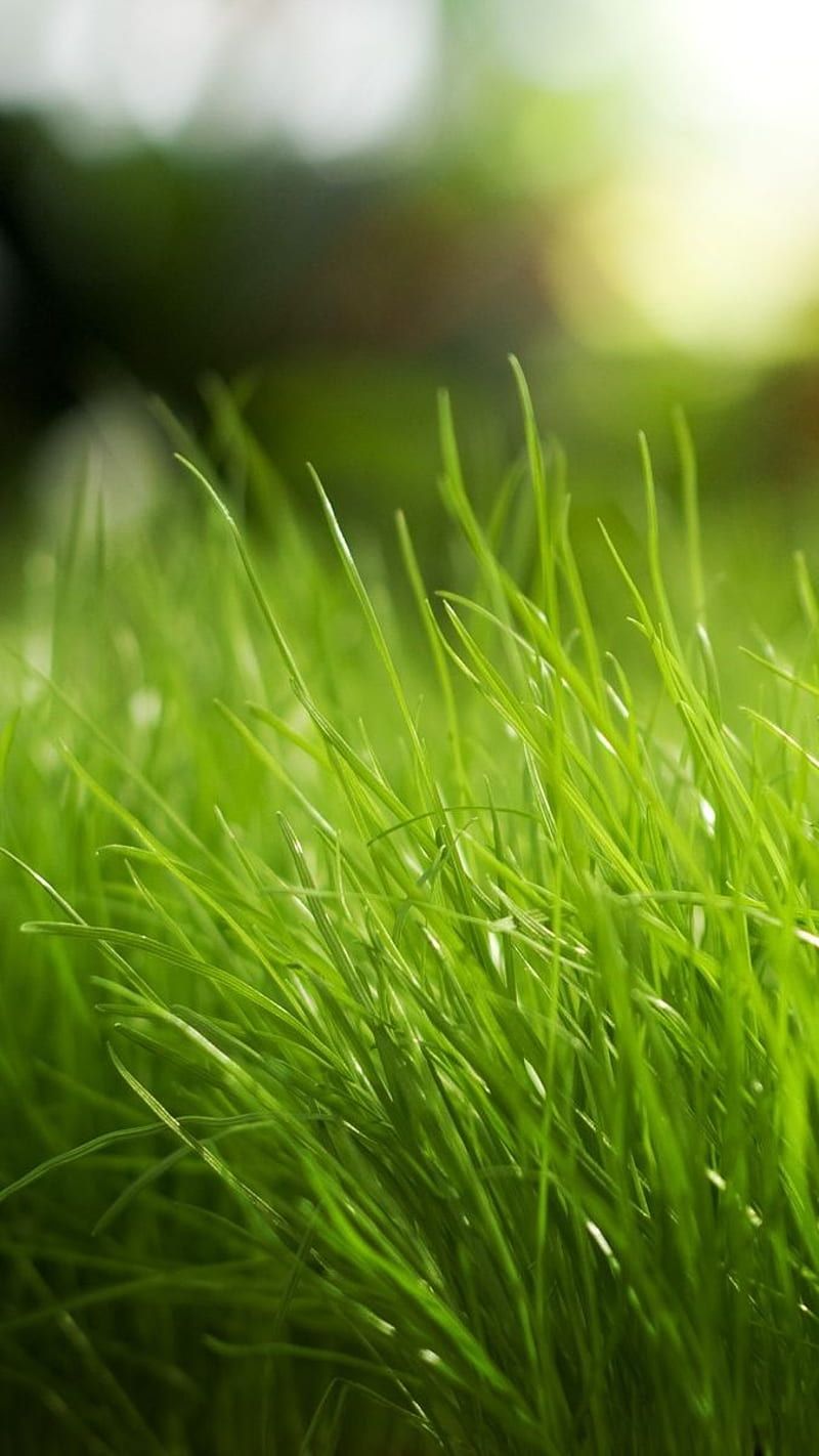 HD grass wallpaper