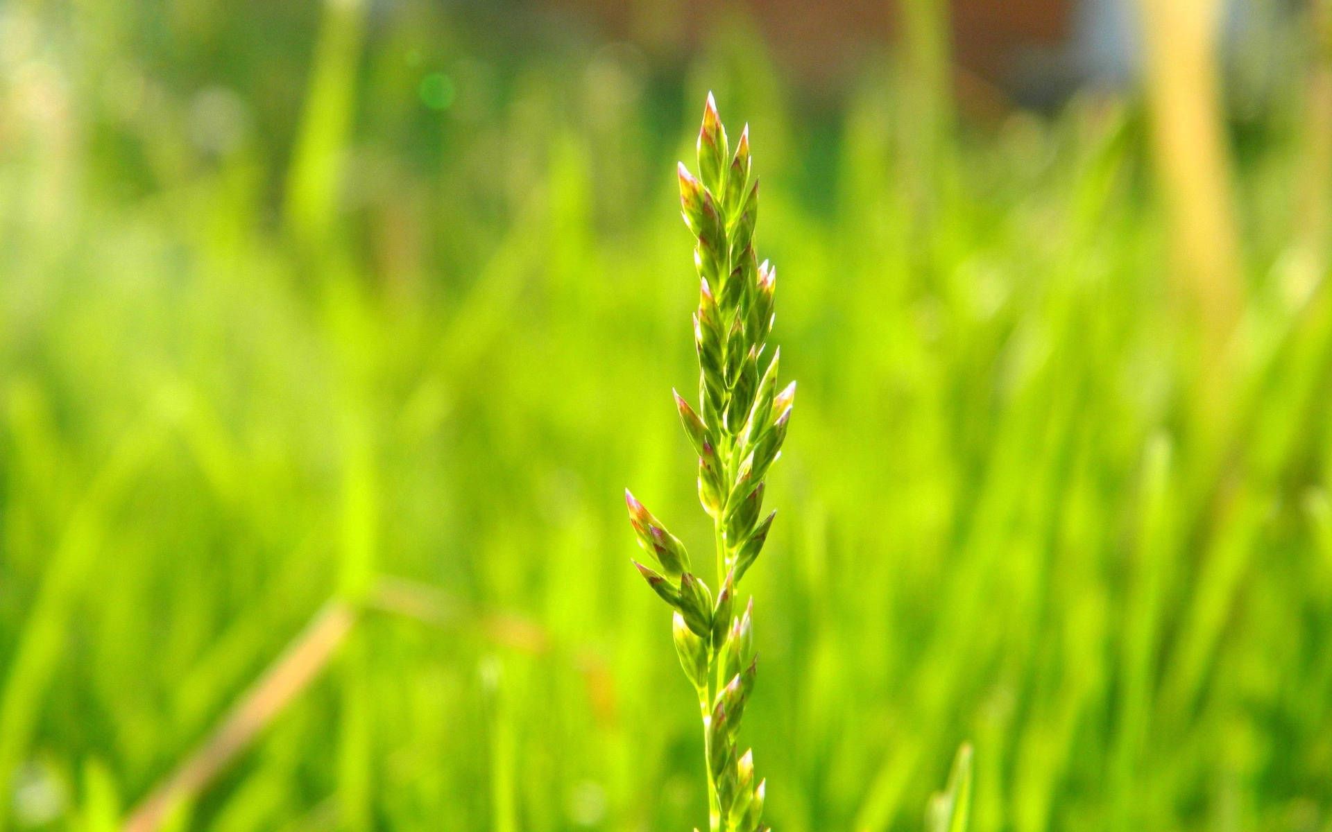 Grass Wallpaper