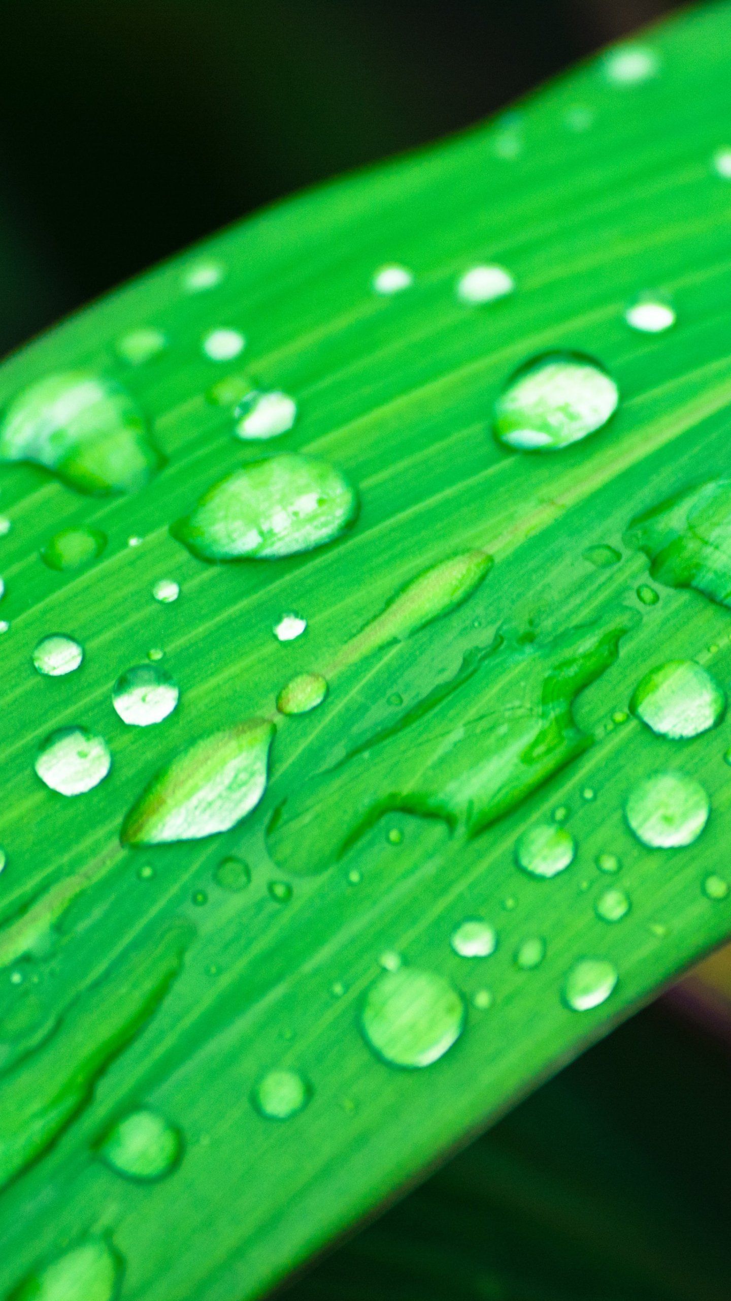 Grass in Rain Wallpaper, Android & Desktop Background