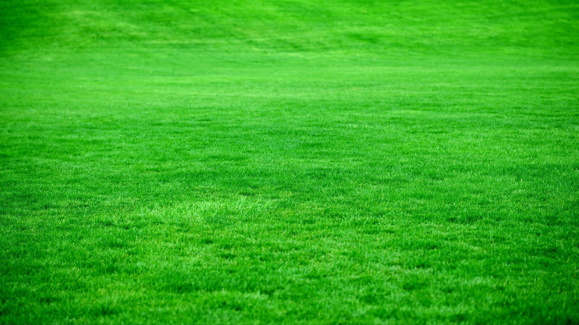 Download wallpaper 1920x1080 grass, lawn, green, bright full hd, hdtv, fhd, 1080p HD background