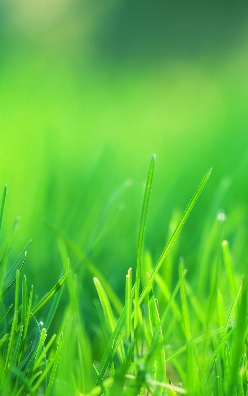 Green Grass Field Nexus Samsung Galaxy Tab Note Android Tablets HD 4k Wallpaper, Image, Background, Photo and Picture