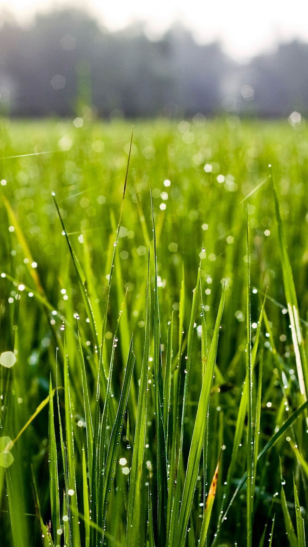 Grass HD Mobile Wallpaper