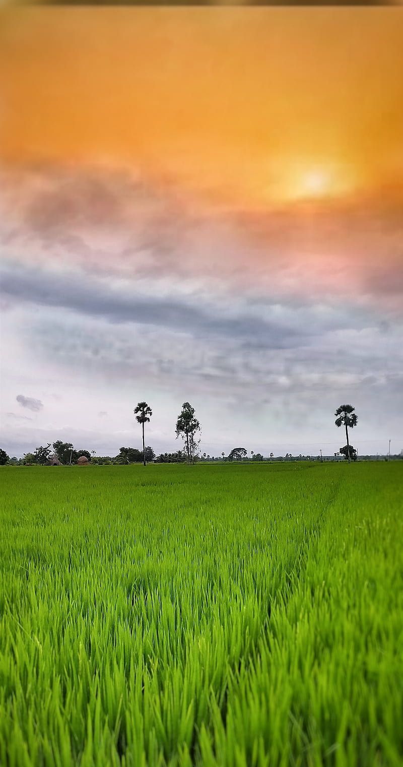 Green Grass And Blue Sky, HD wallpaper