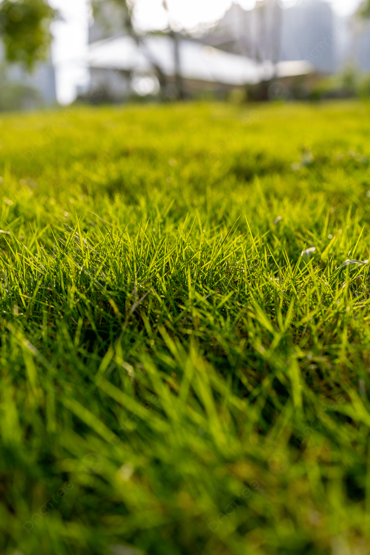 Grass Wallpaper Vitality Green Background Photography Maps And Picture For Free Download