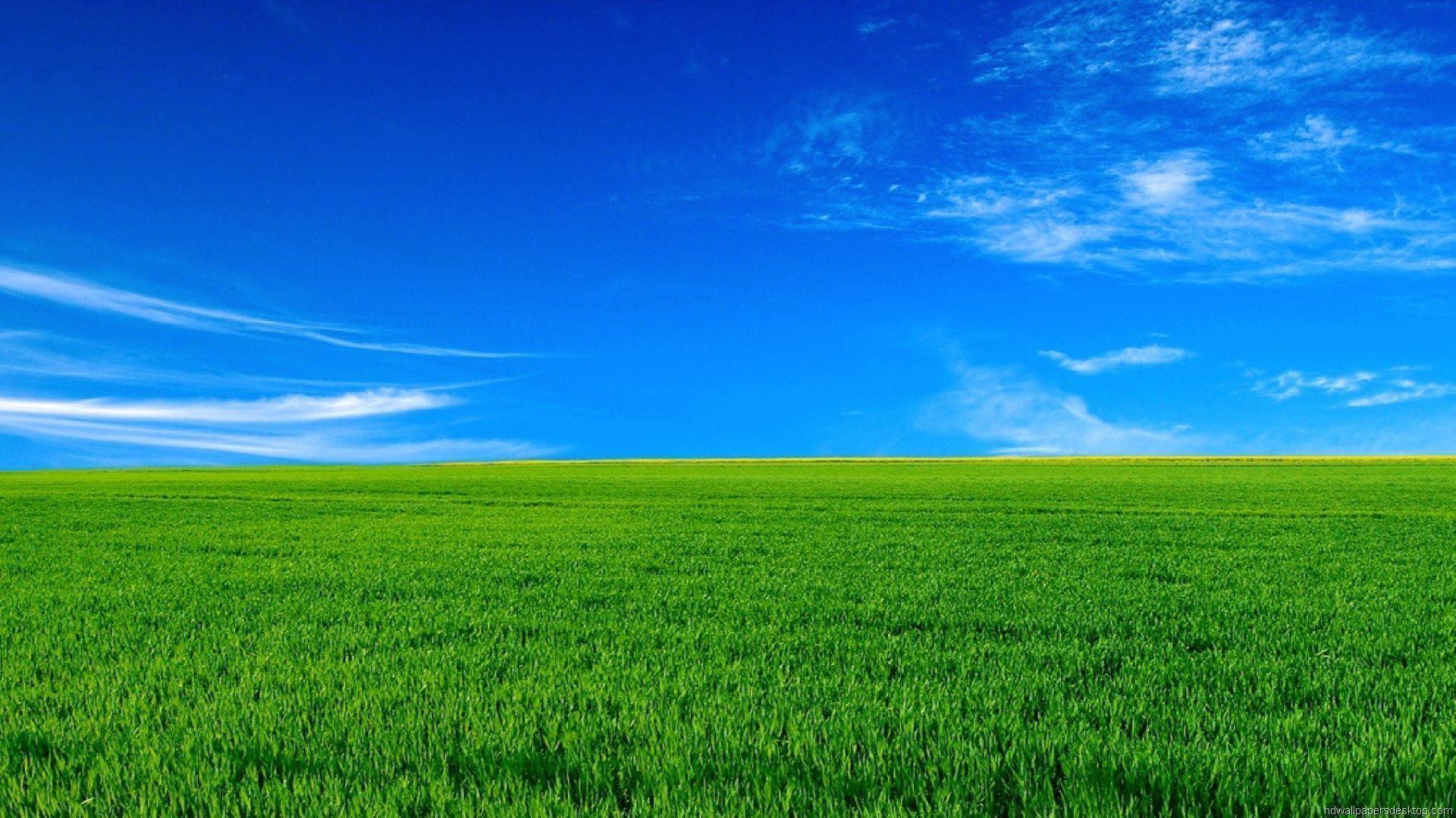 Green Grass Under Blue Sky HD Nature Wallpaper