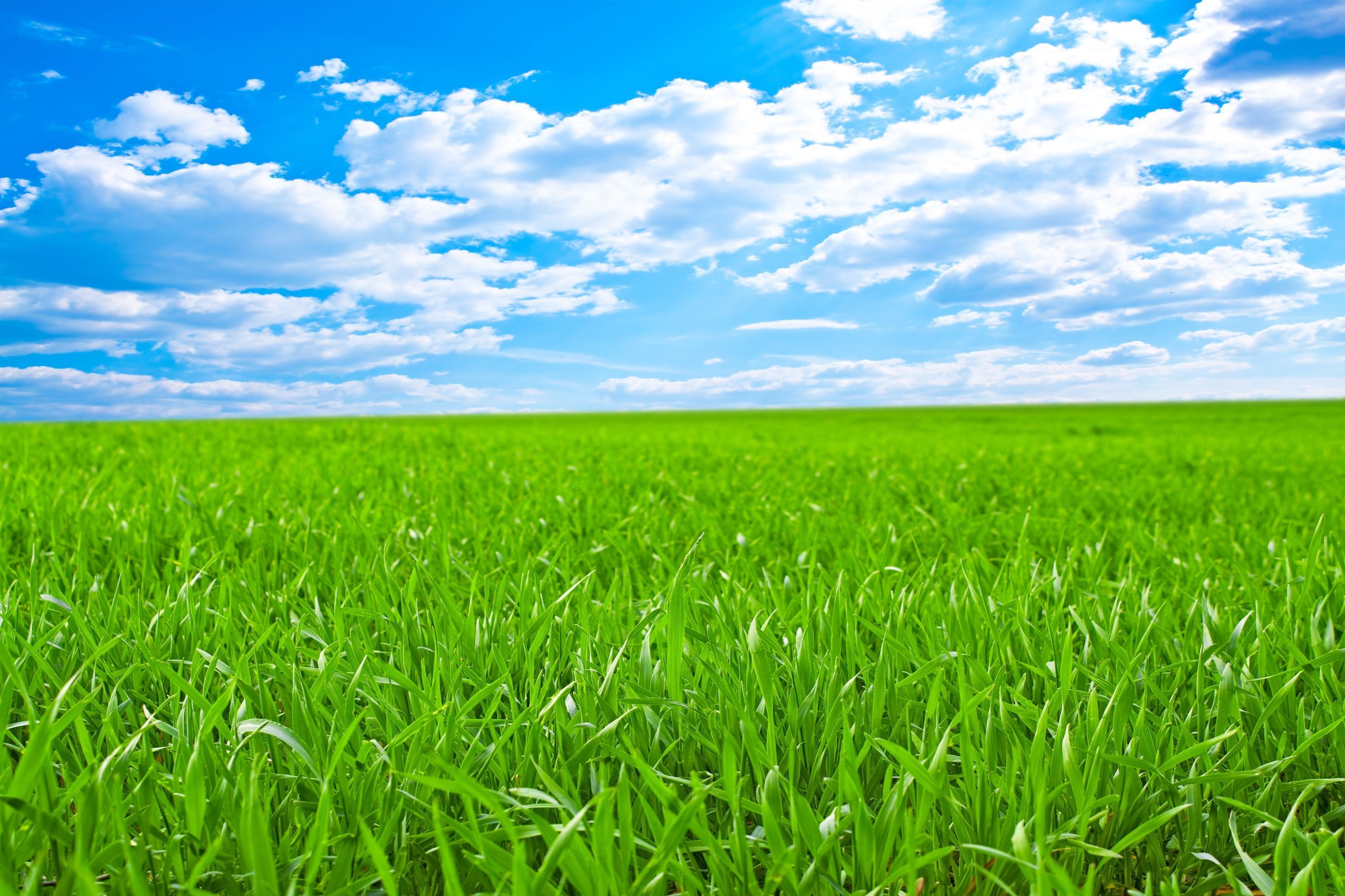 Green Field, Blue Sky Wall Mural Your Way