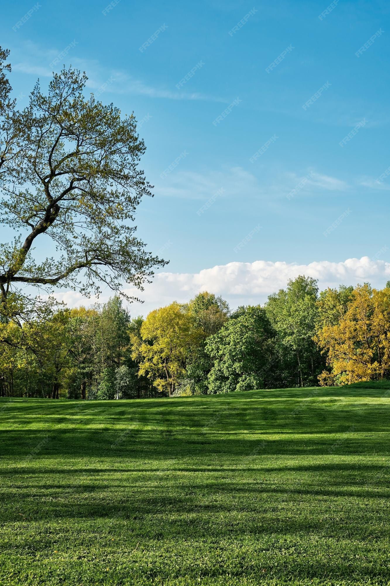 Free Photo. Spring park freshly cut lawn vertical frame background or wallpaper idea