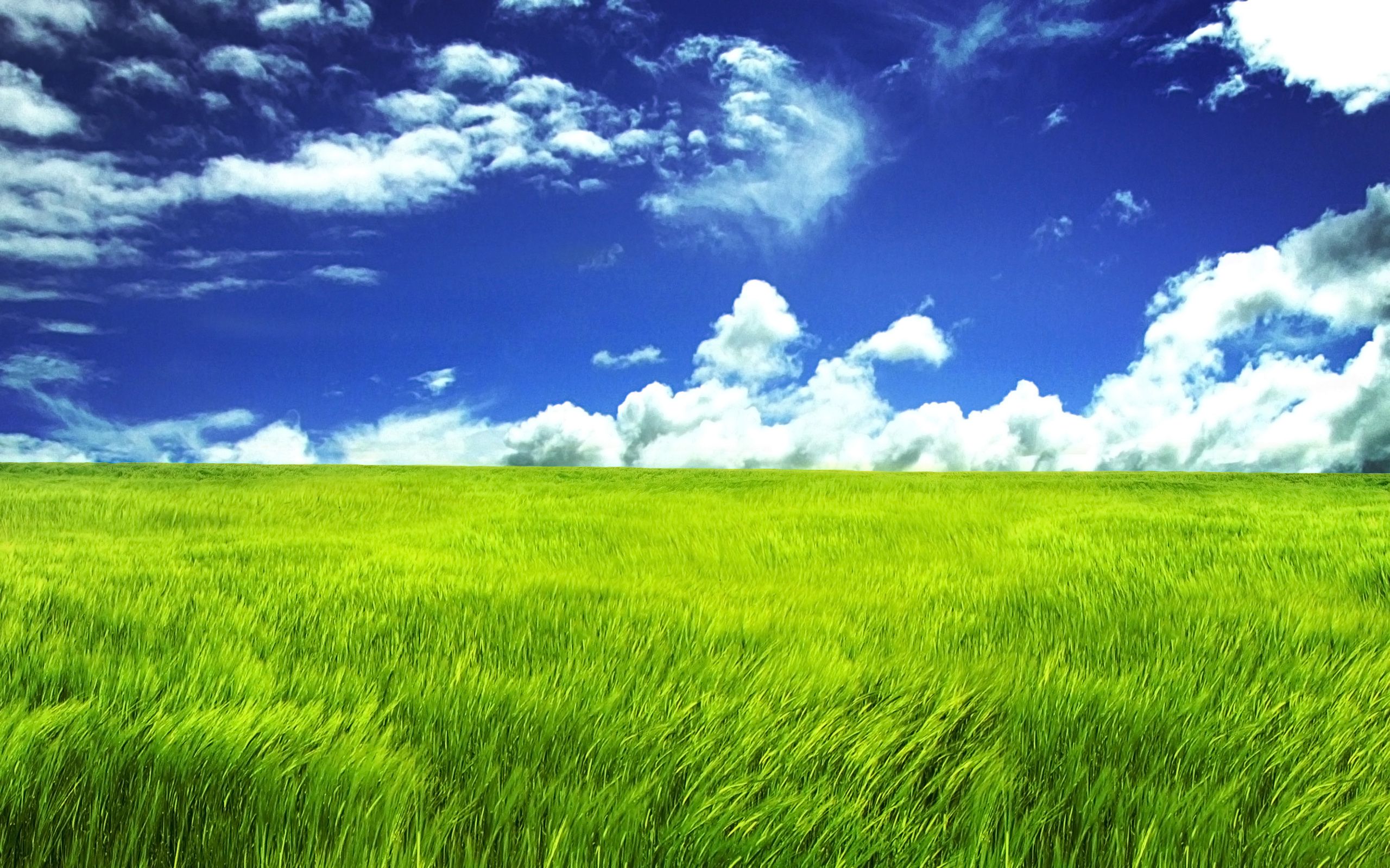 Nature Grass HD Wallpaper