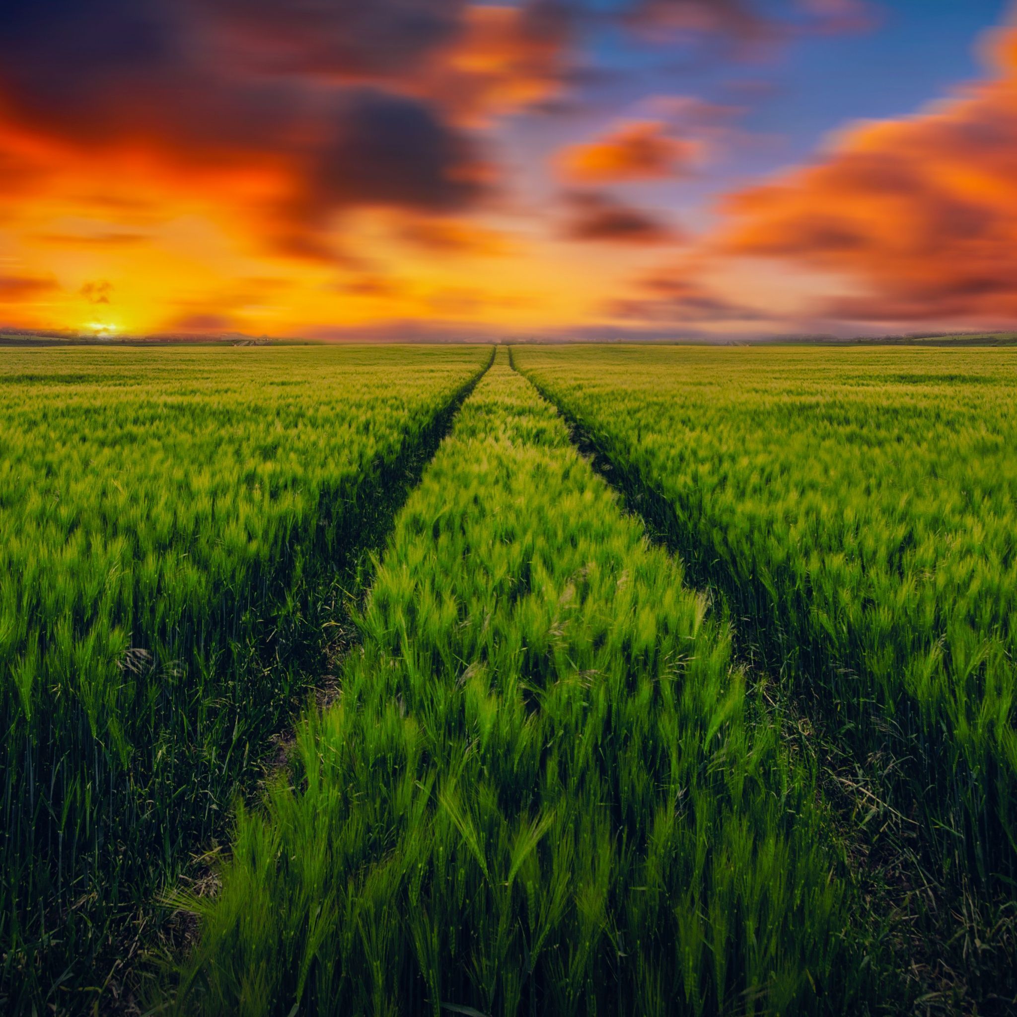 Grass field Wallpaper 4K, Green Grass, Farmland