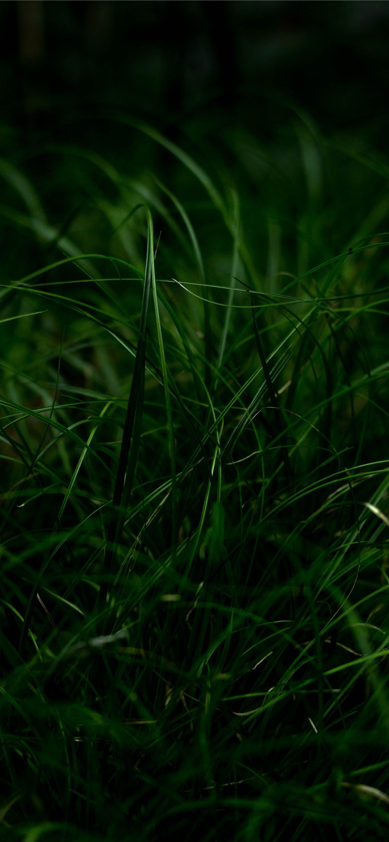 Best Grass iPhone HD Wallpaper