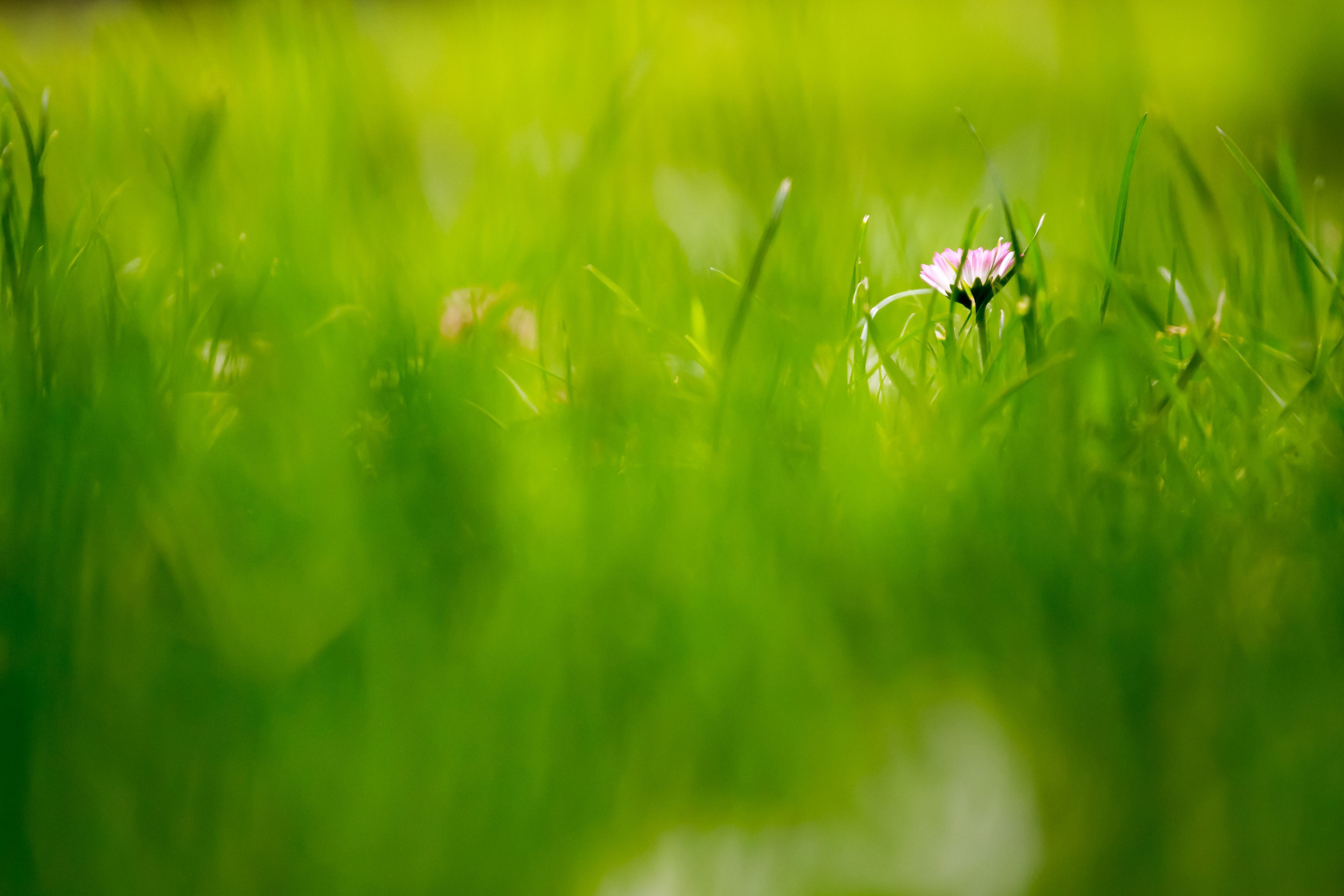 Beautiful Green Grass Field HD Wallpaper