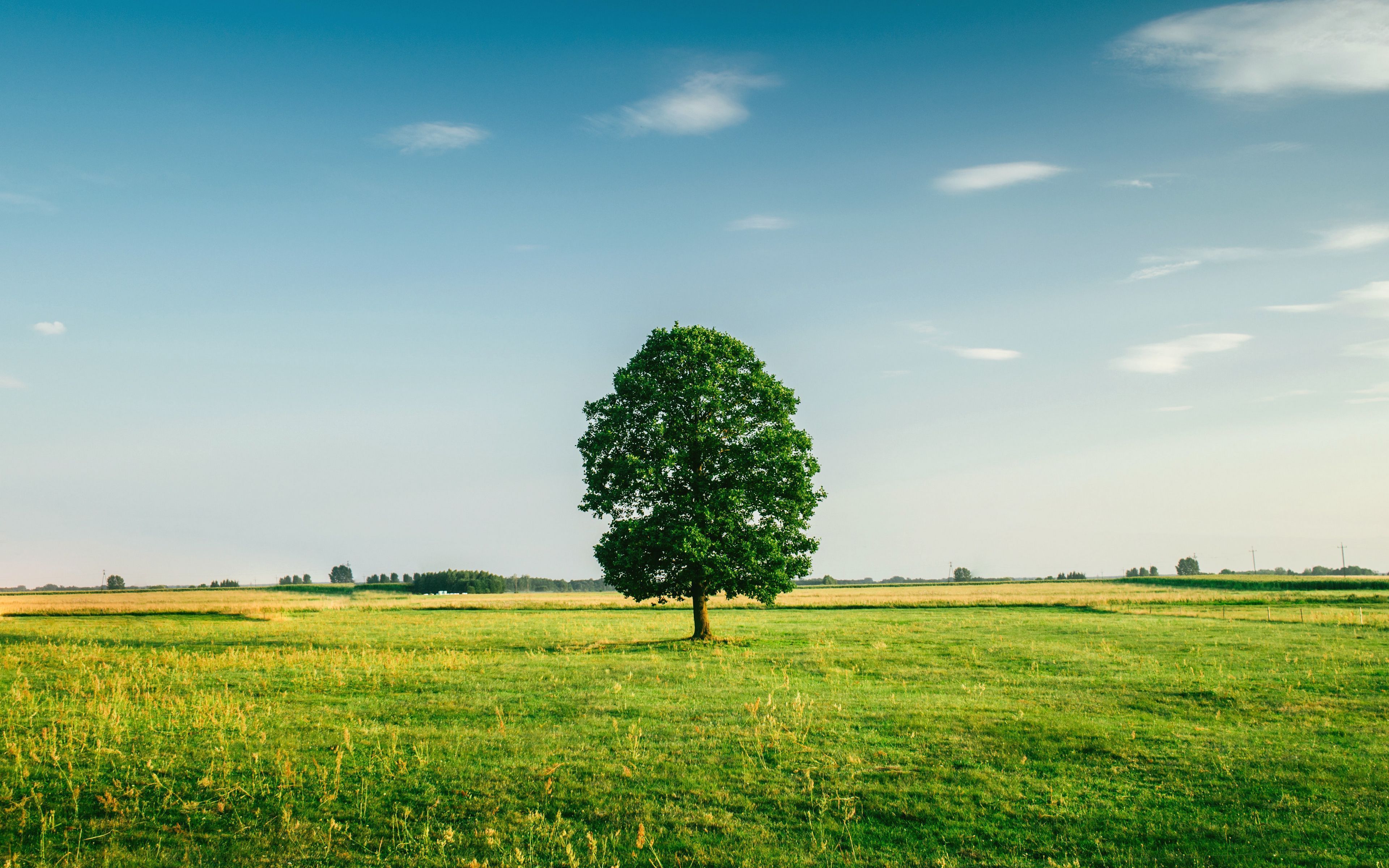 Download wallpaper 3840x2400 tree, summer, grass, green, field 4k ultra HD 16:10 HD background