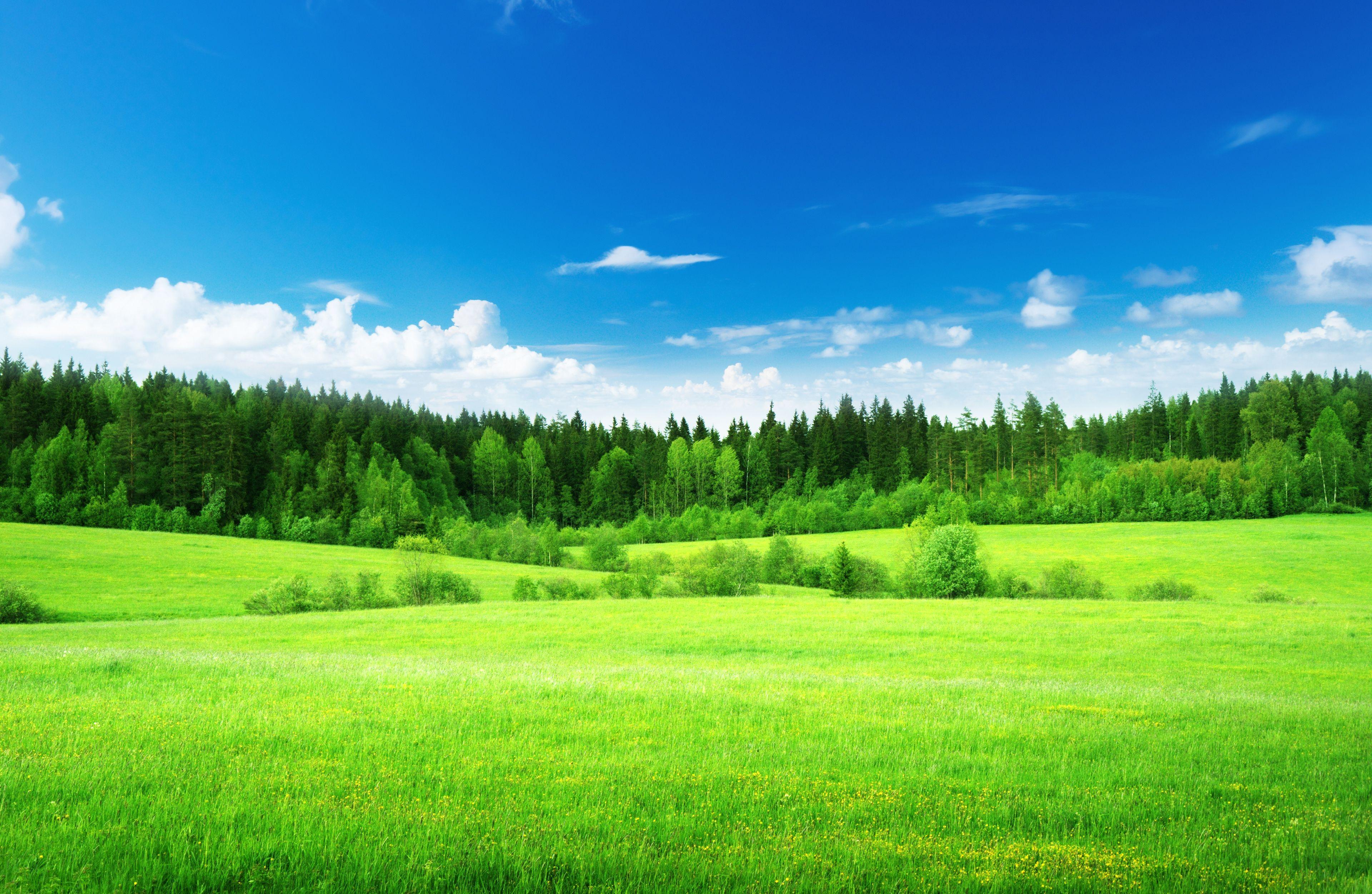 Natural Grass Wallpaper Free Natural Grass Background