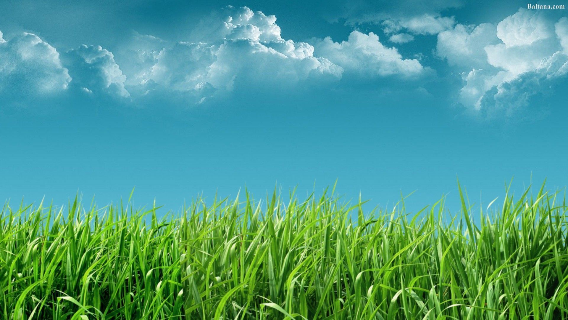 Grass Wallpaper