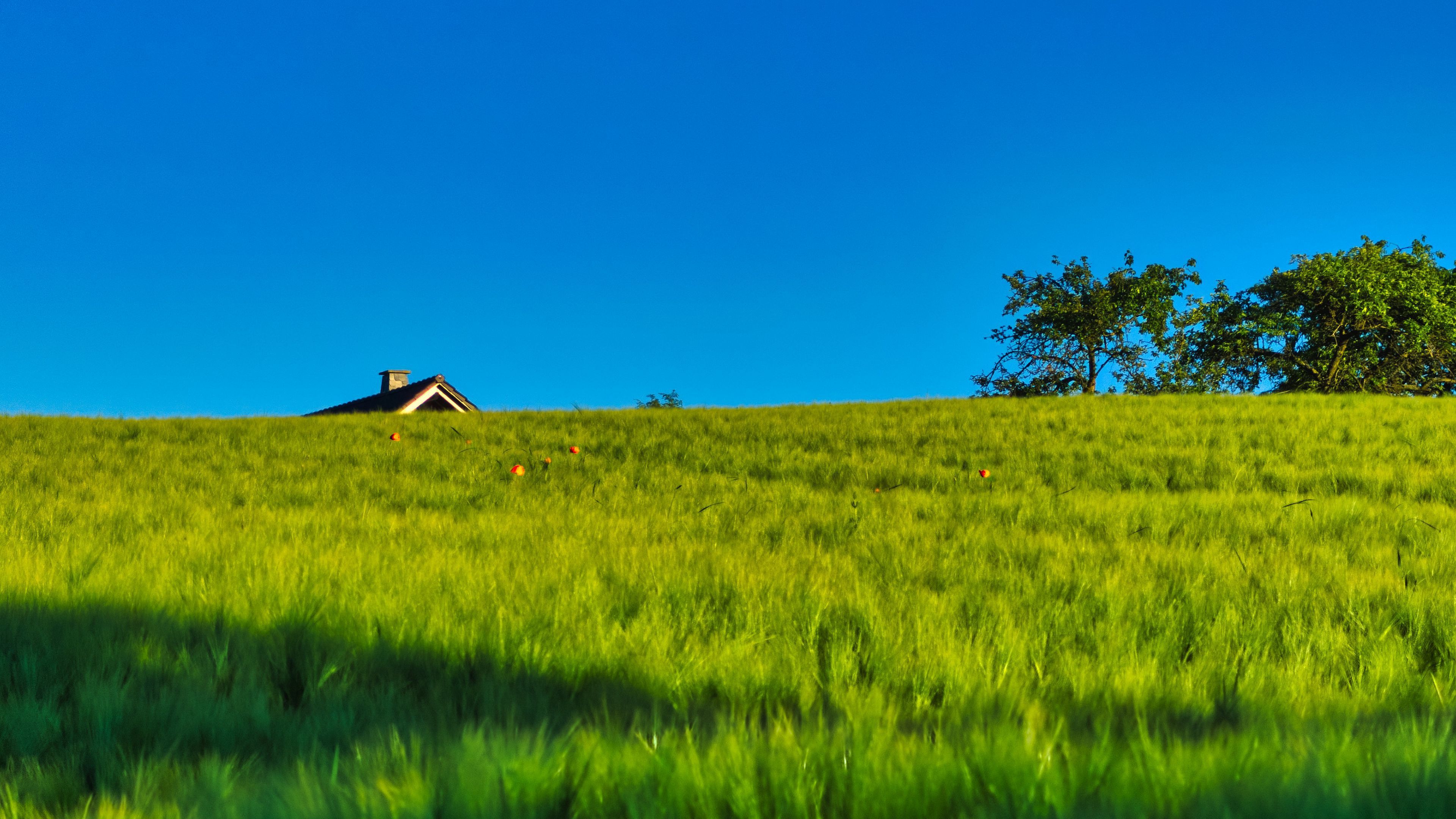 Green Grass Slope Field Trees In Blue Sky Background 4K HD Nature Wallpaper