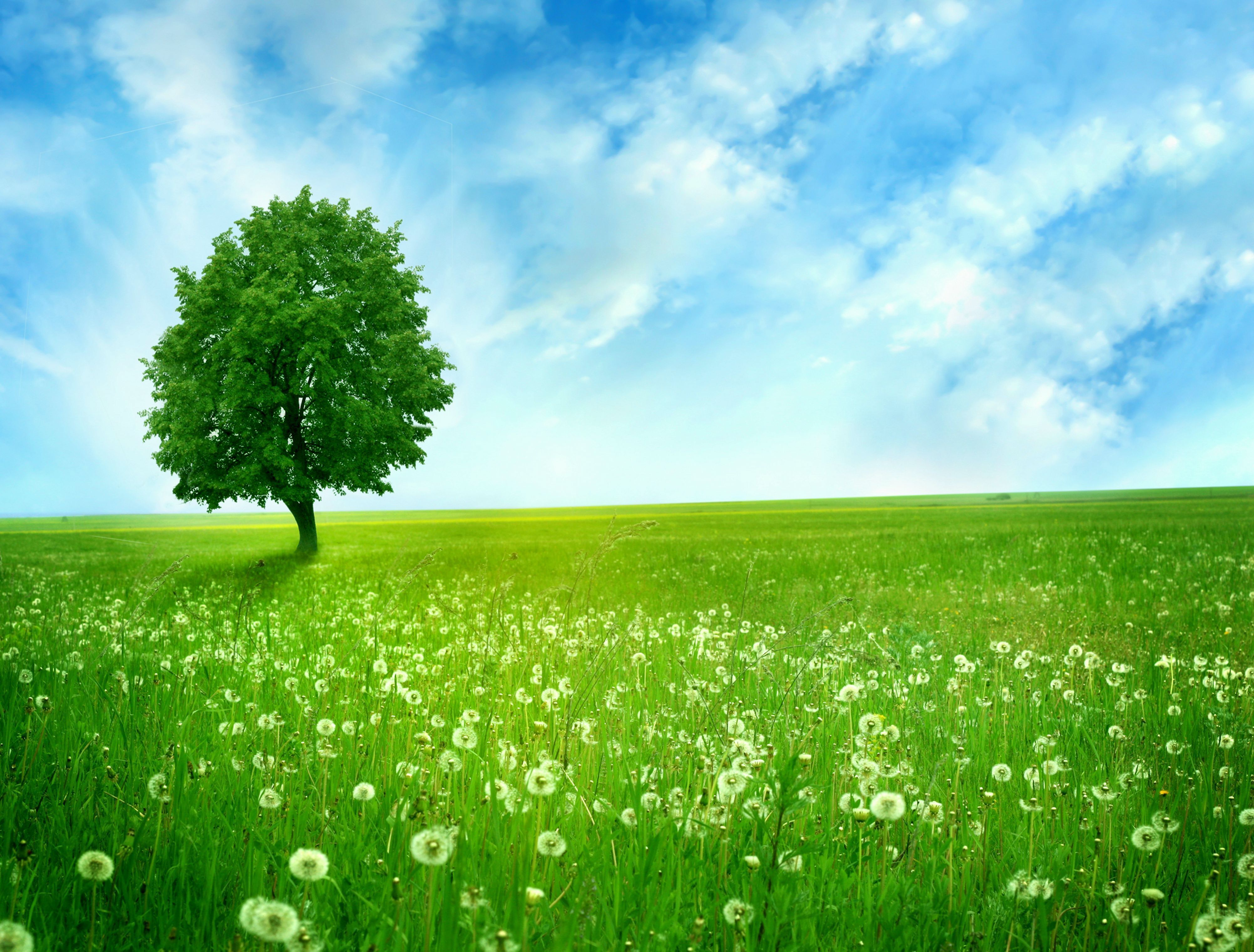 Wallpaper Green Tree on Green Grass Field Under Blue Sky During Daytime, Background Free Image