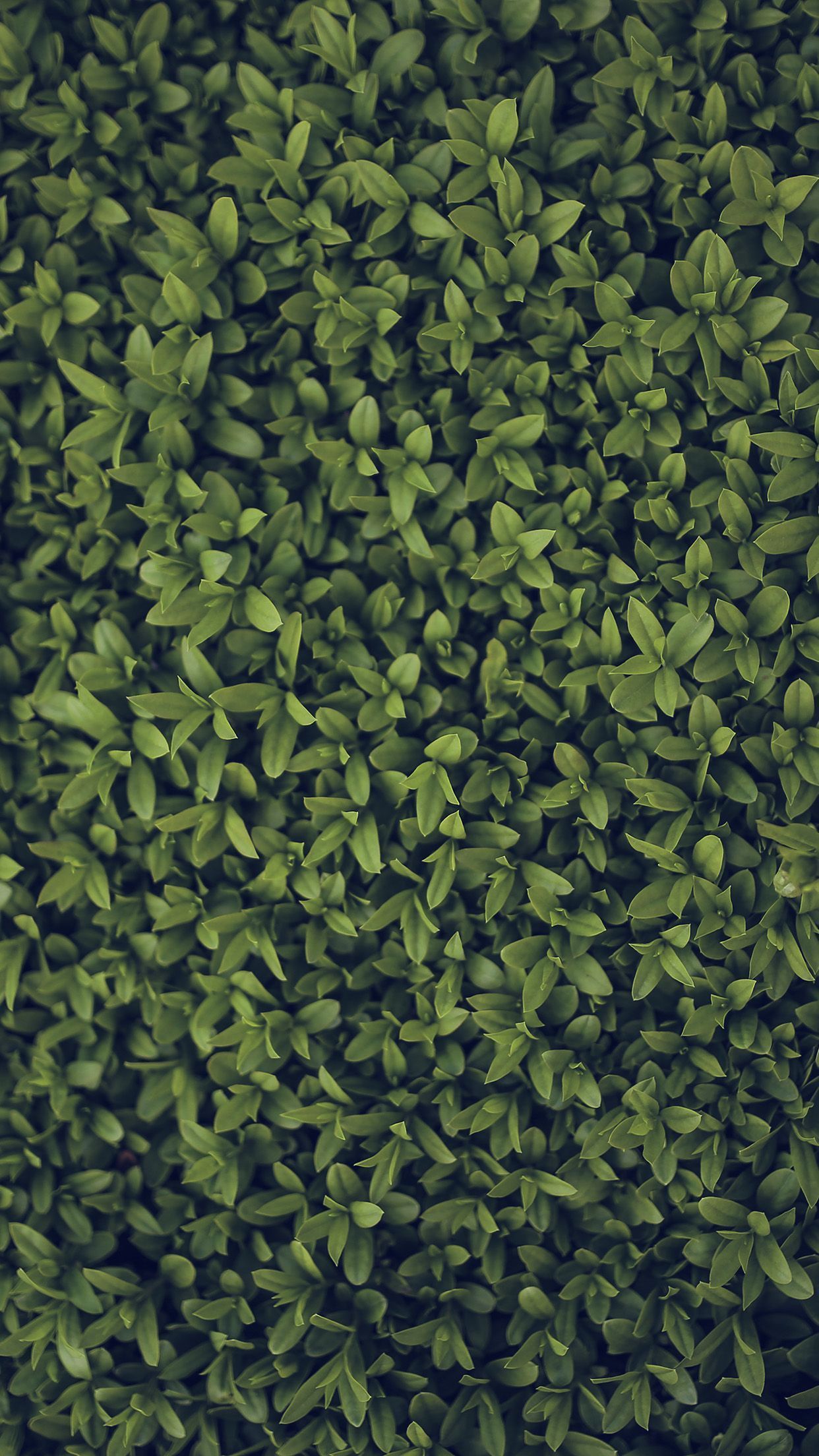 iPhone X wallpaper. nature blue green leaf grass garden flower pattern