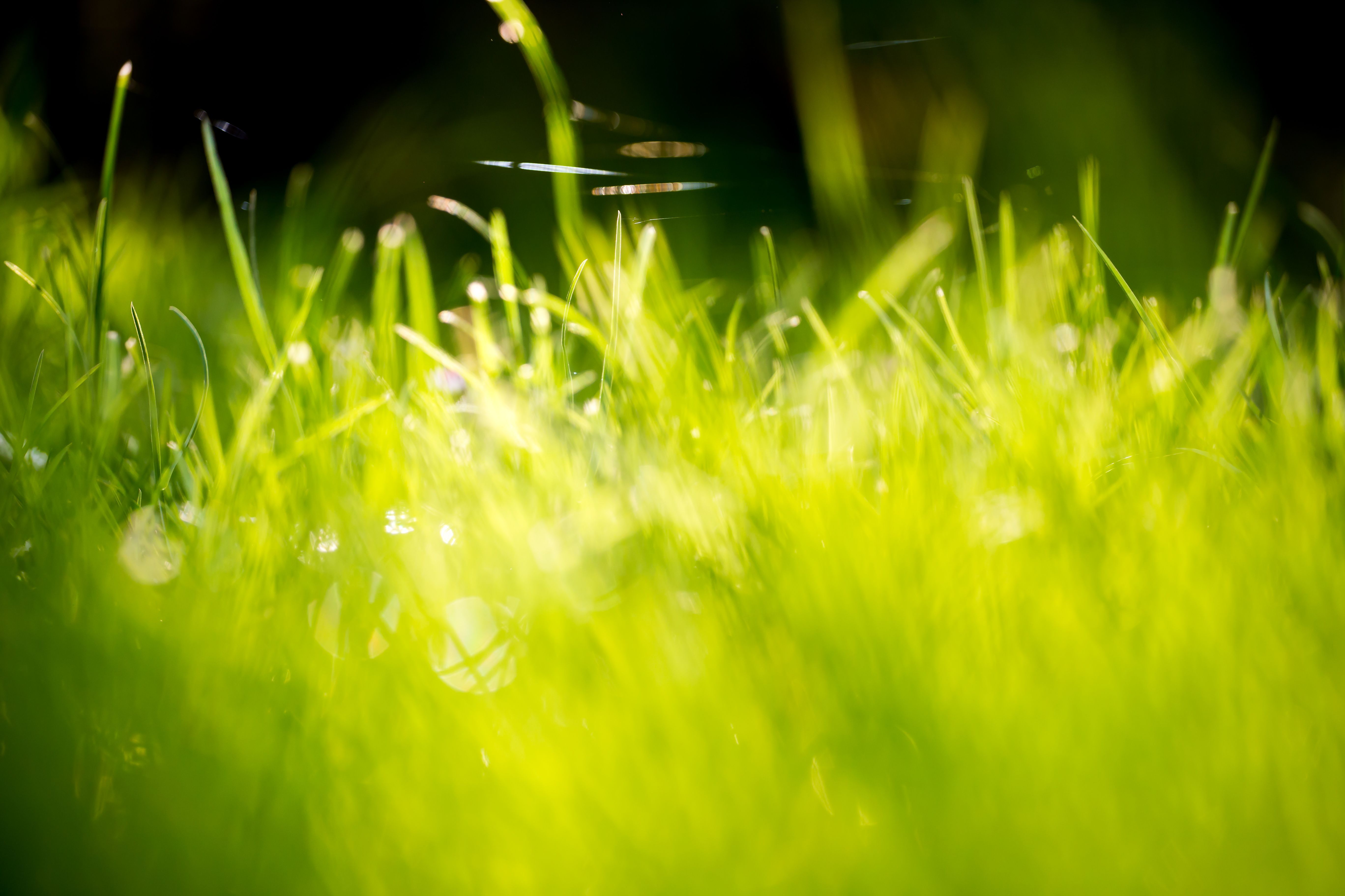 Beautiful Green Grass Field HD Wallpaper