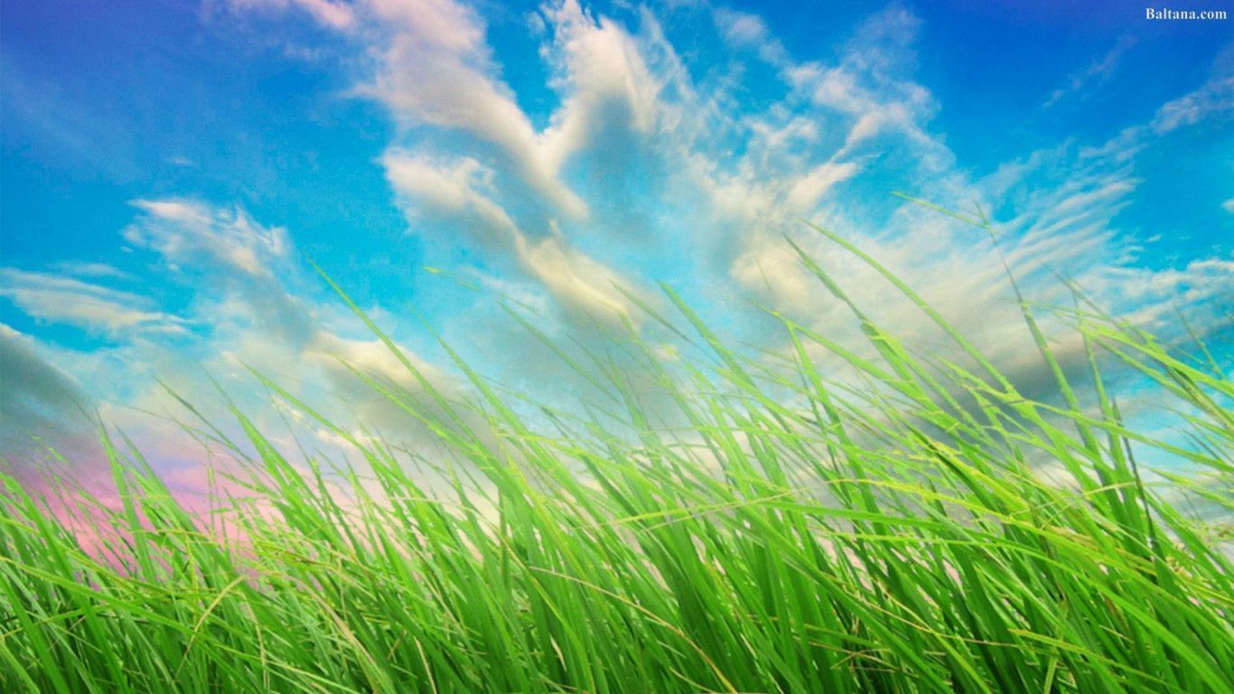 Grass Background Wallpaper 30434