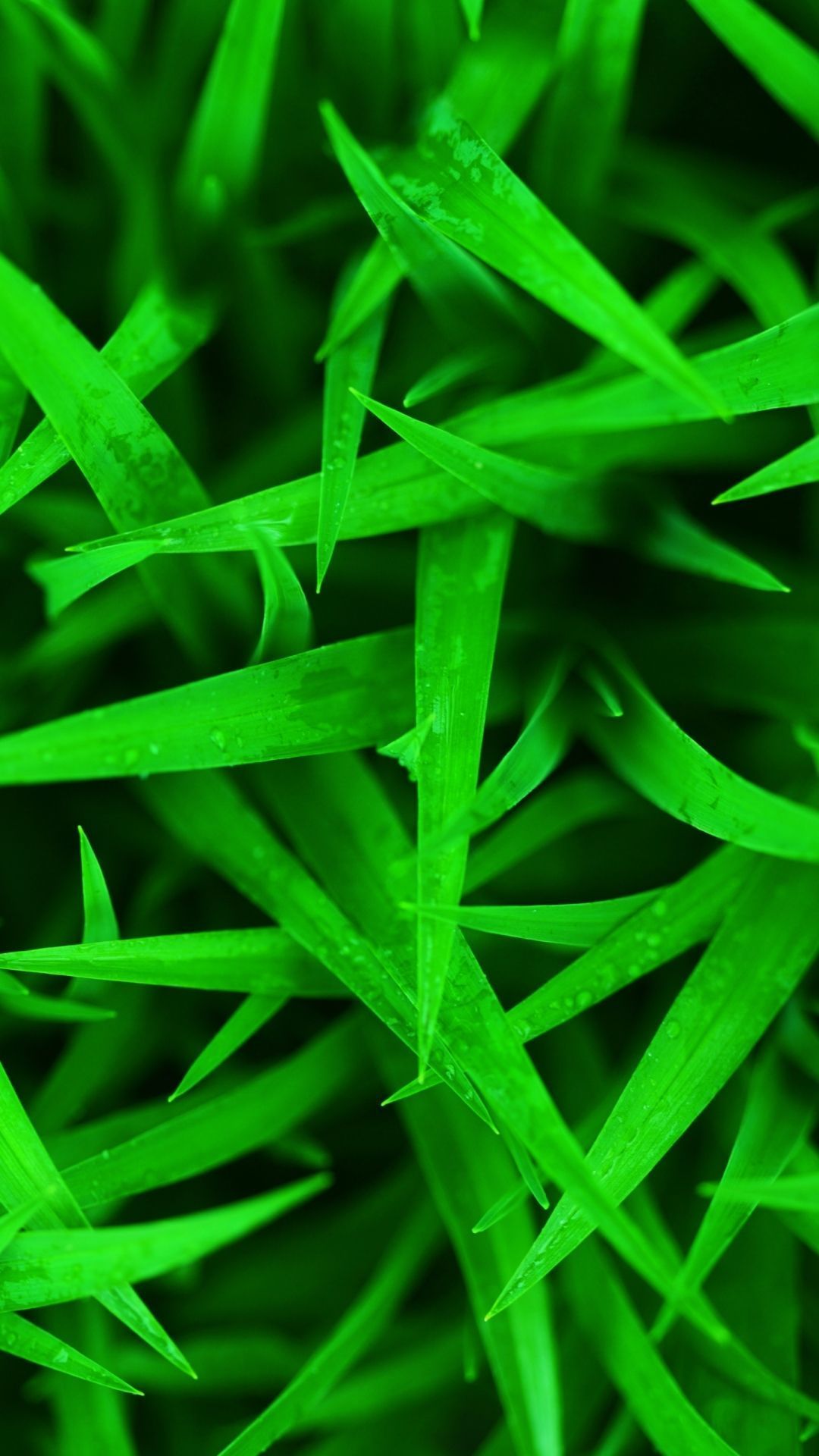 Green Grass Wallpaper