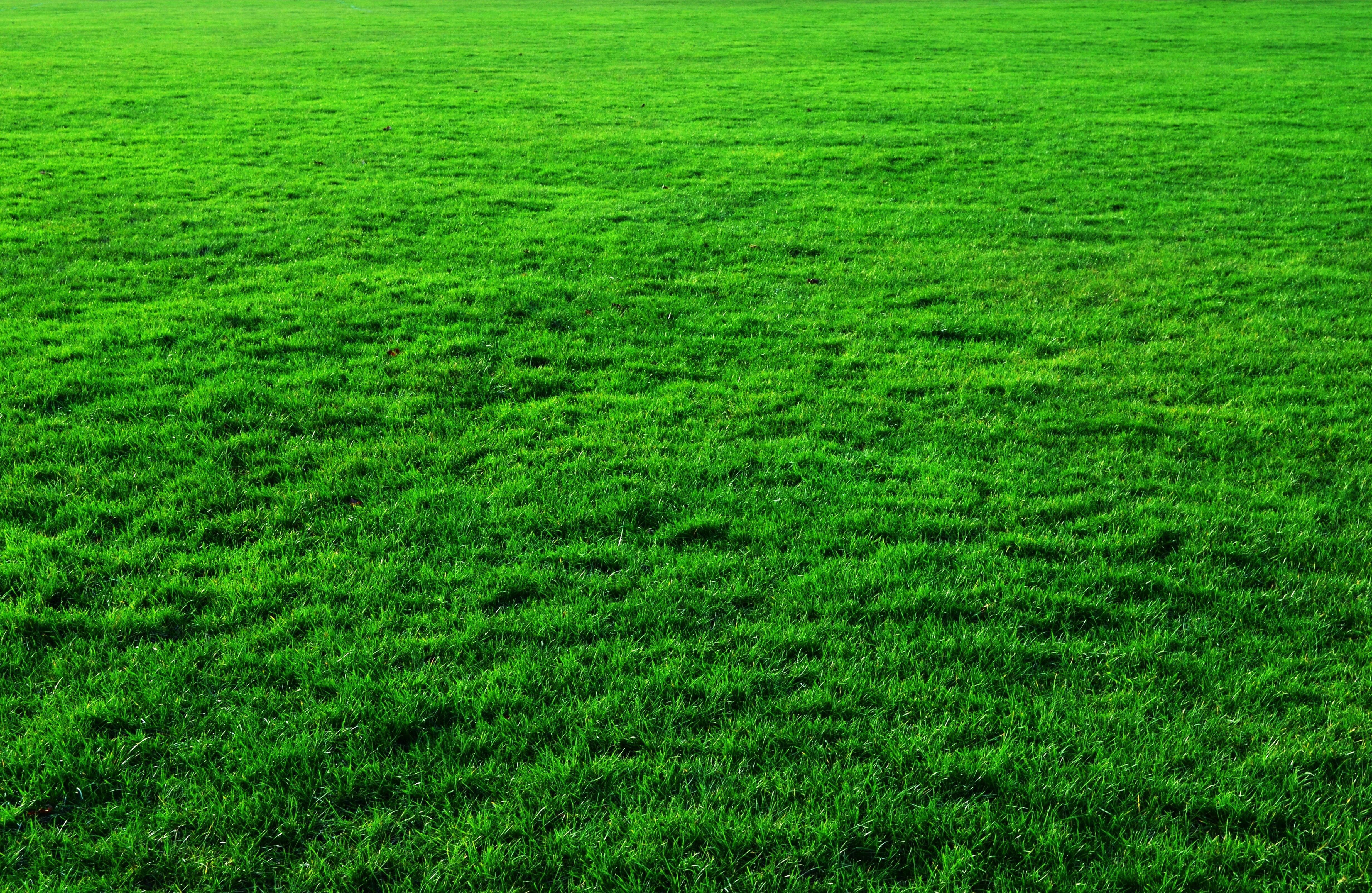 HD wallpaper: Green Grass Background, photo, lawn, public domain, nature, green Color. Green grass background, Grass background, Grass textures