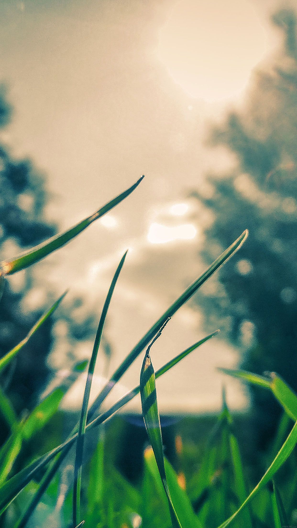 Wallpaper Grass Sunshine Leaf Nature