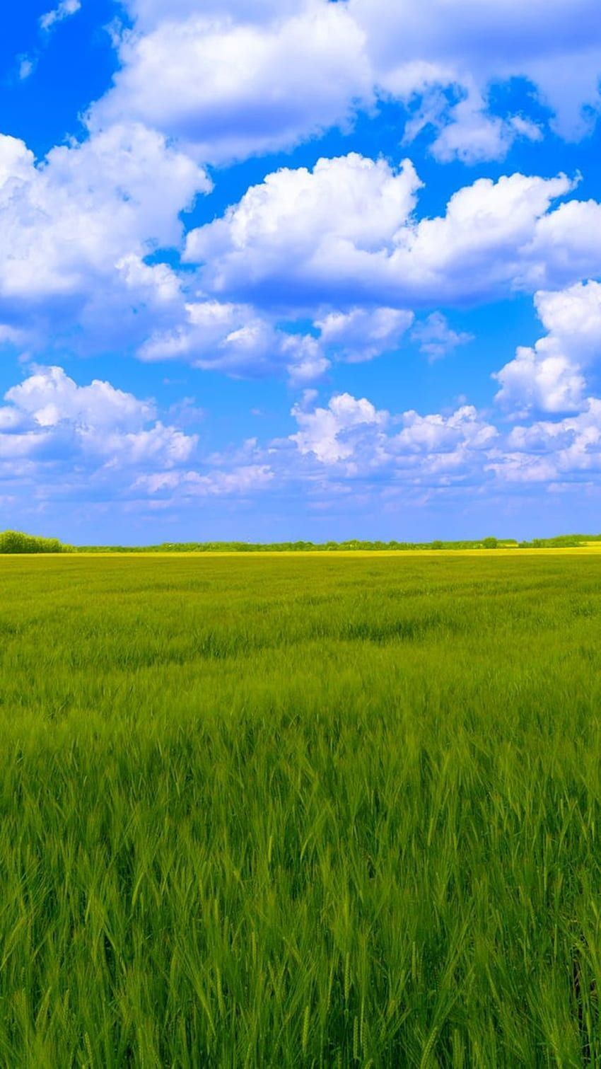 Blue sky, white clouds, green grass. Green grass background, Grass, Sky hop, Natural Grass HD phone wallpaper