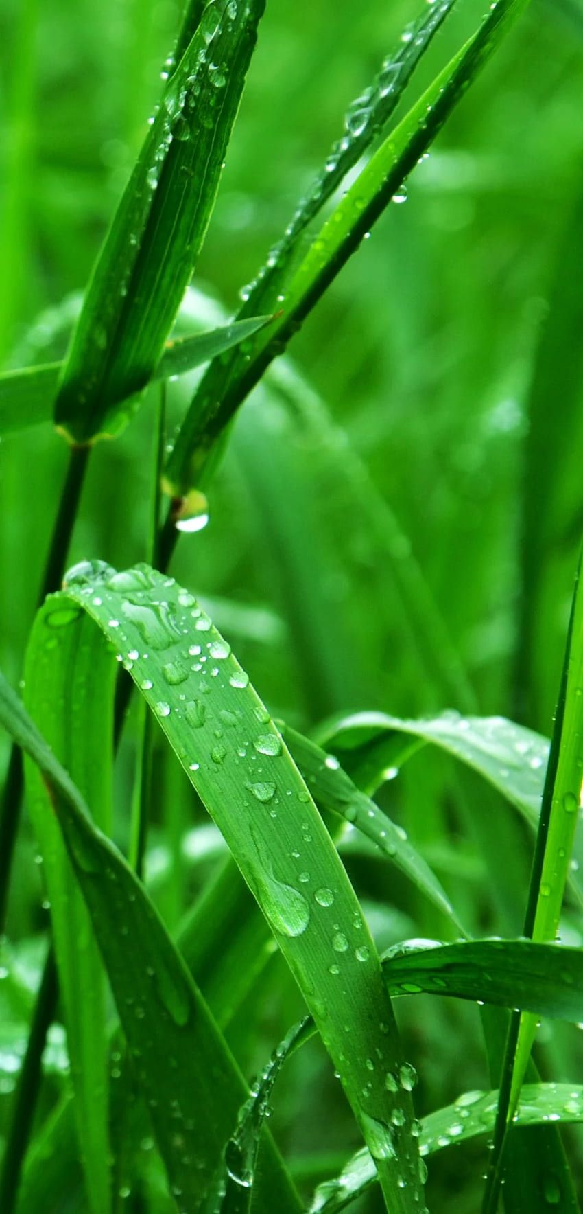 Grass HD wallpaper