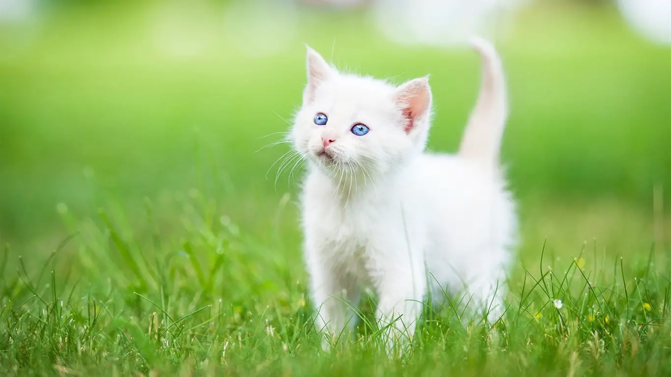 Persian (Kitten, Grass, White) HD Cat Wallpaper - grass