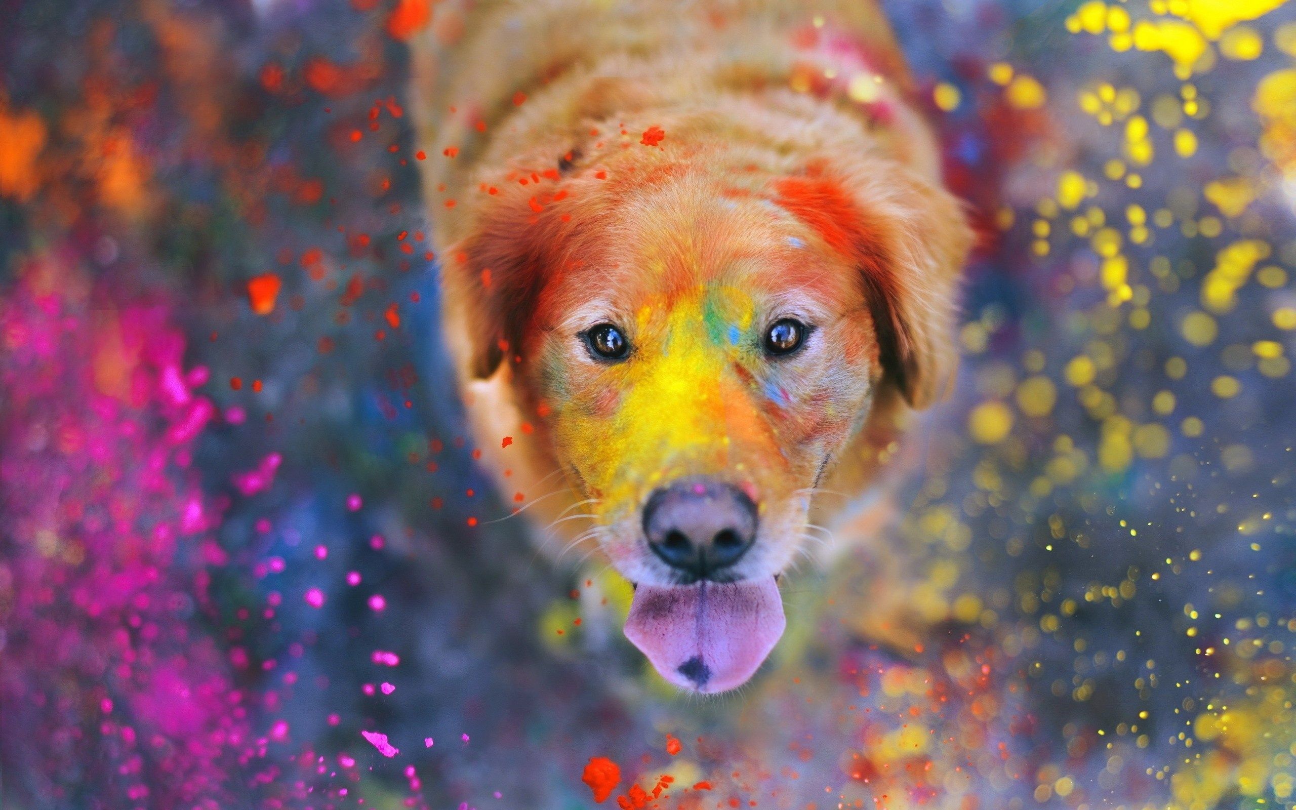 Holi HD Wallpaper and Background