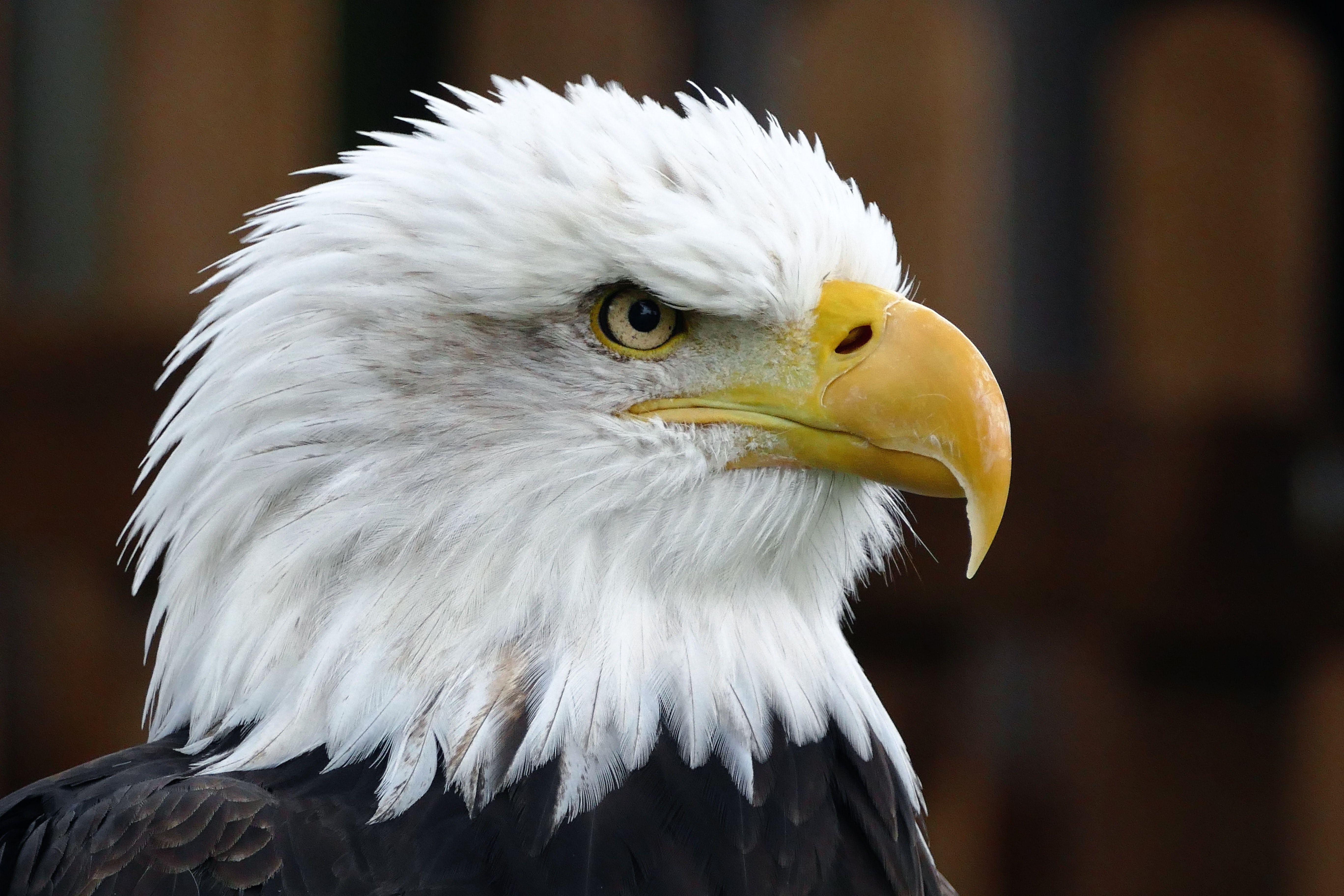 Bald Eagle Photo, Download The BEST Free Bald Eagle & HD Image