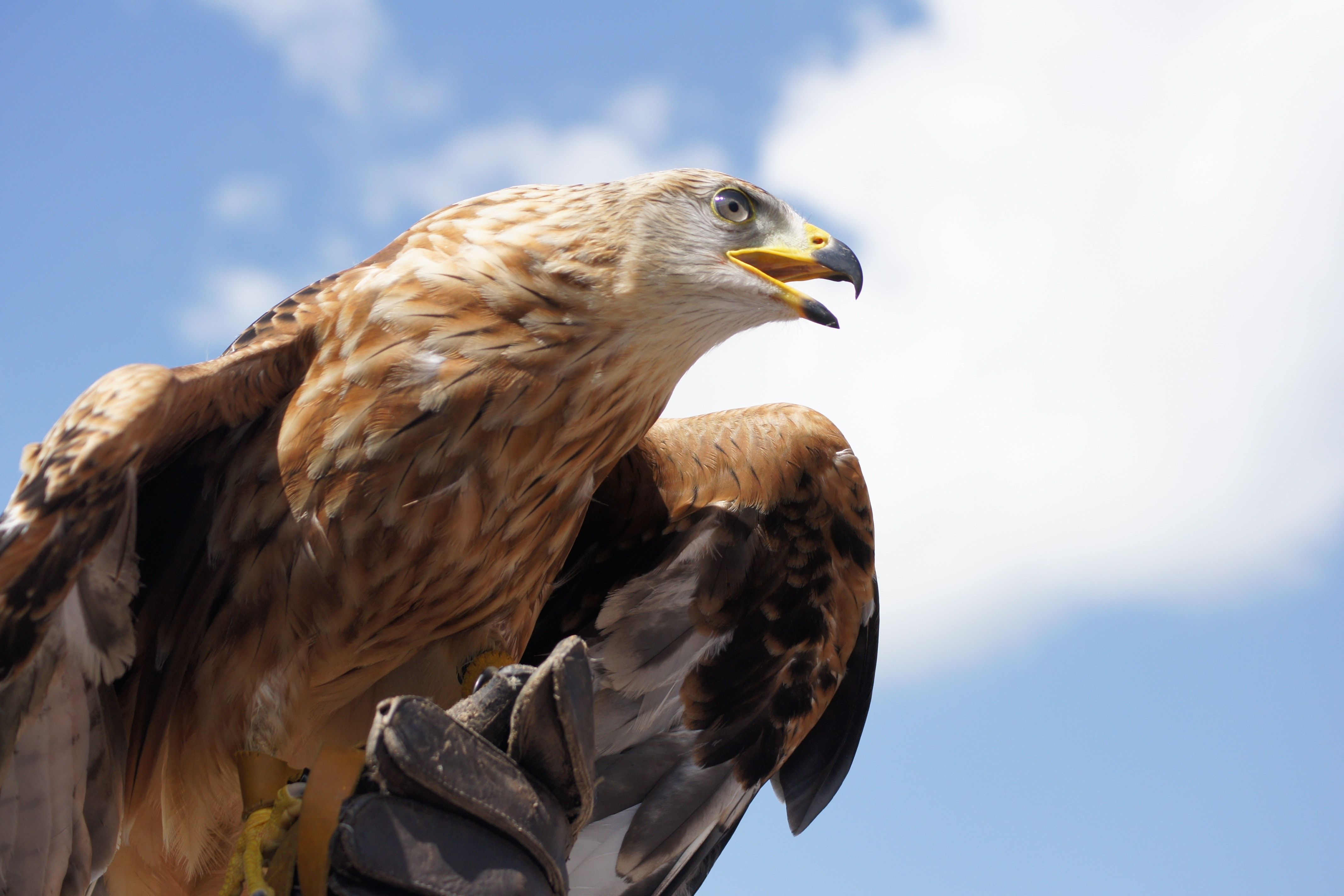 Golden Eagle Photo, Download The BEST Free Golden Eagle & HD Image