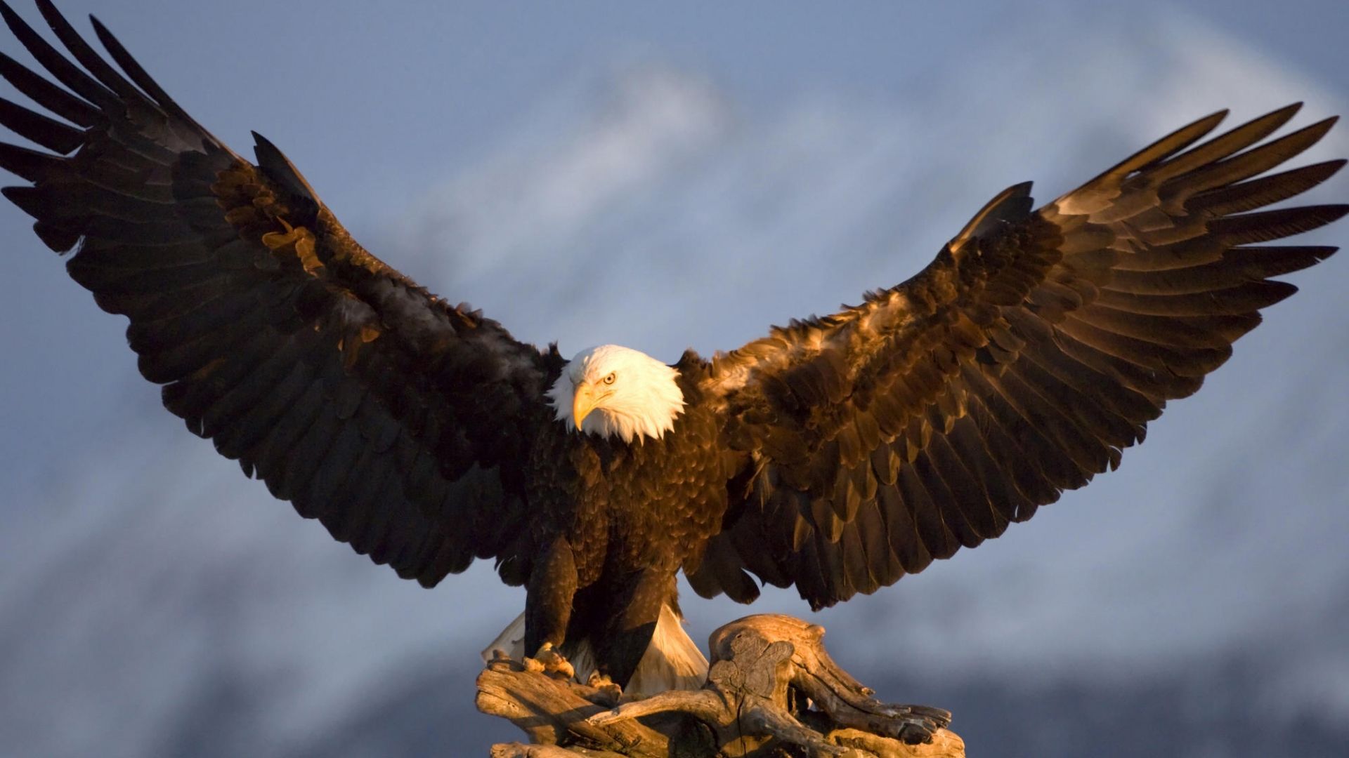 Free download Eagle wallpaper [1024x786] for your Desktop, Mobile & Tablet. Explore Eagle Picture Wallpaper. Bald Eagle Background, Eagle Background Picture, Flying Eagle Wallpaper