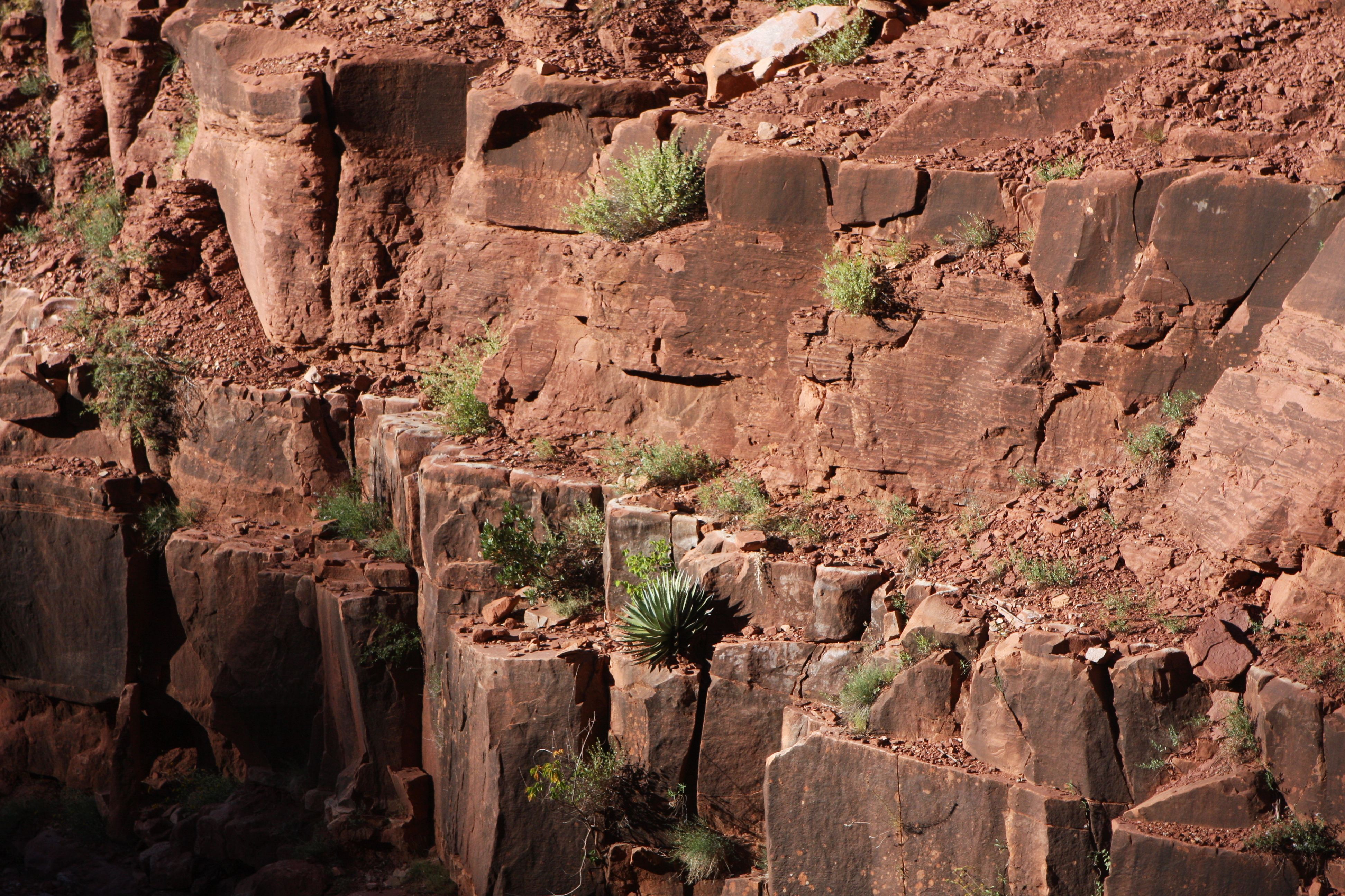 Hermit Shale with Plants - 